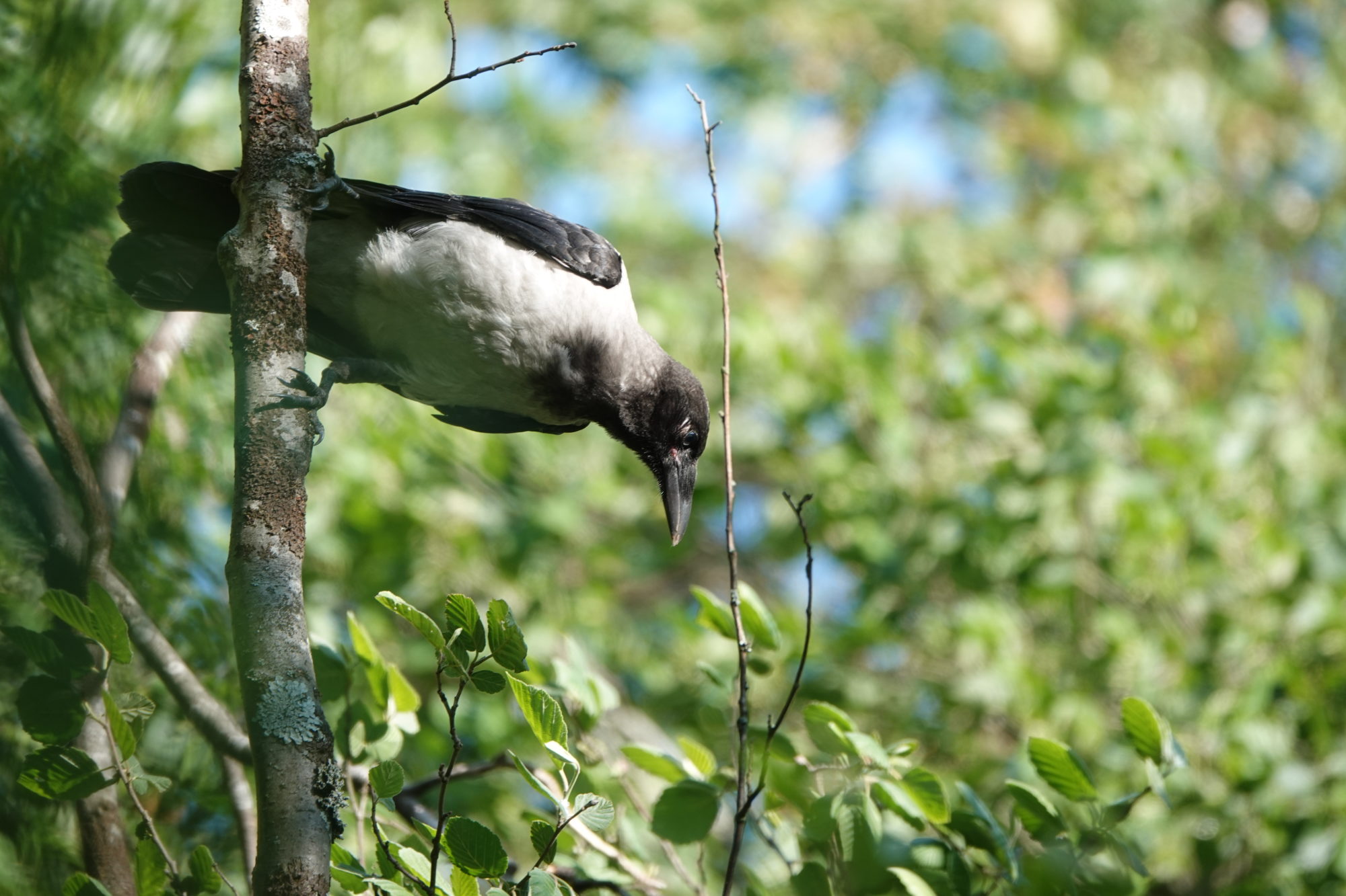 Valokuvaaja: Jenna Pitkänen
