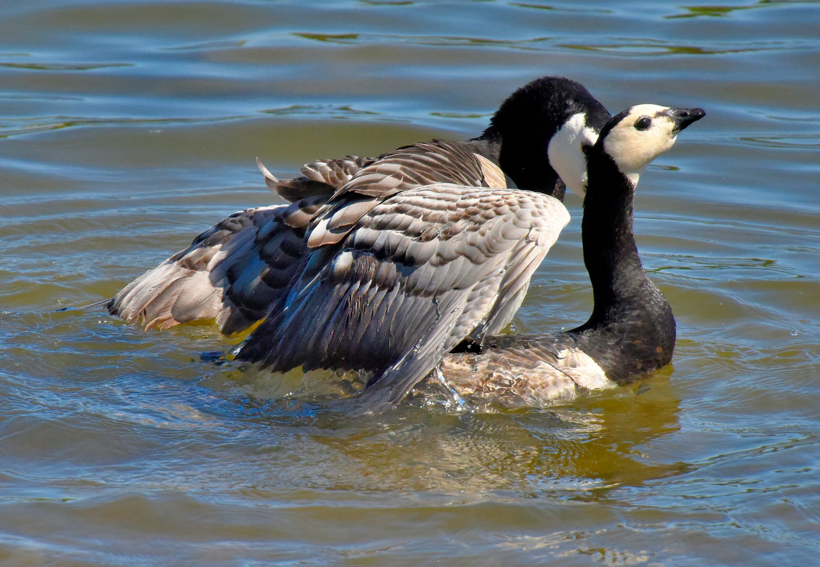 Valokuvaaja: Reijo Juurinen Valokuvaaja: Reijo Juurinen