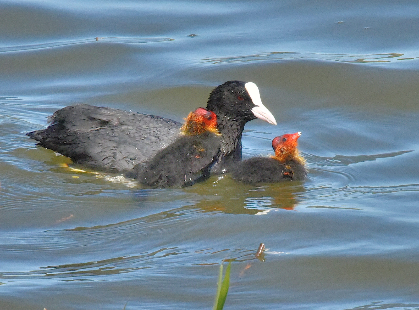 Valokuvaaja: Reijo Juurinen