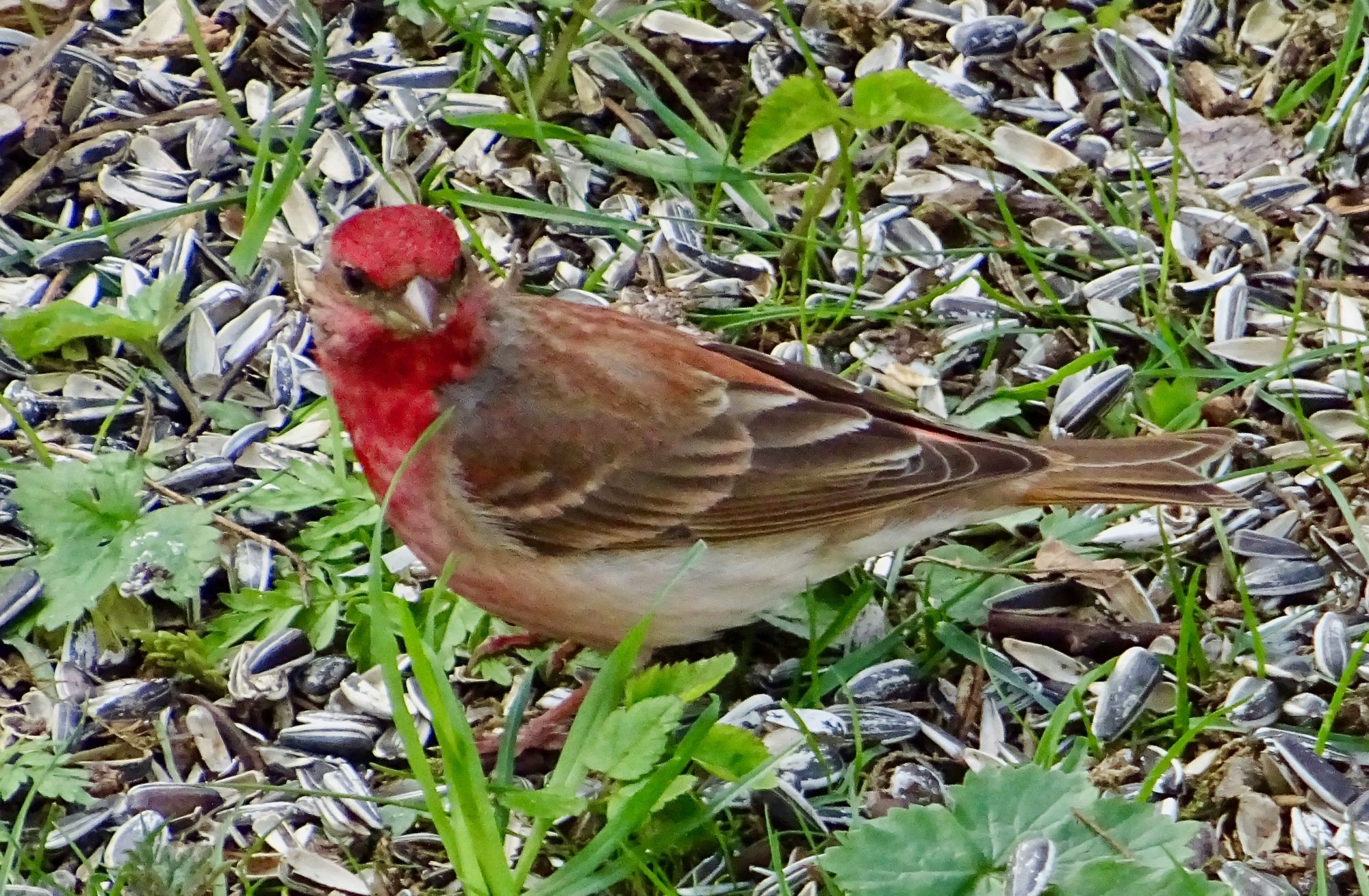 Valokuvaaja: Liisa Niiva-Korpela