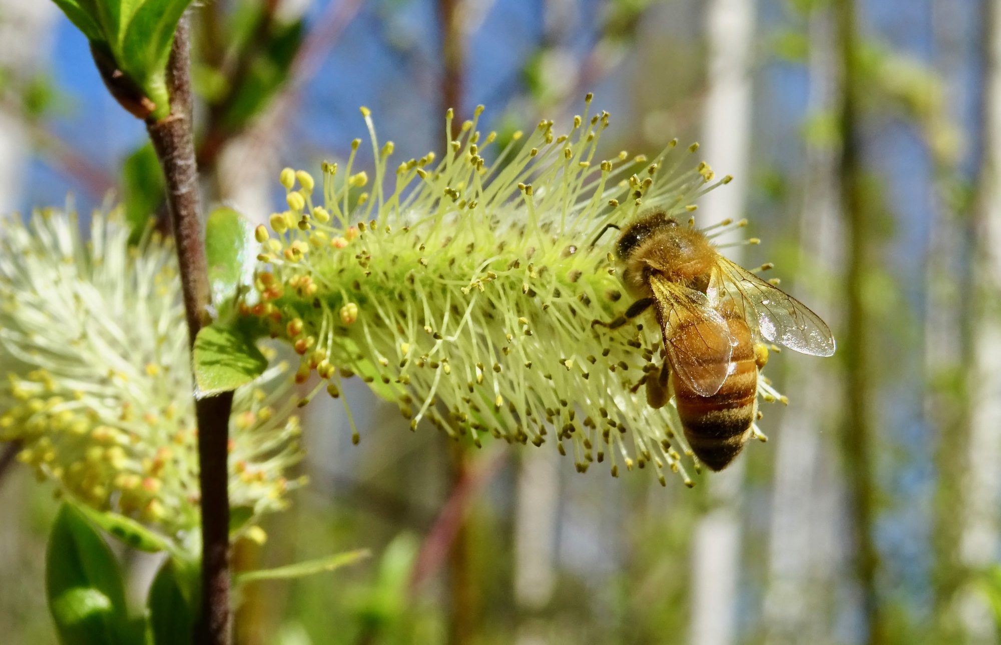 Valokuvaaja: Liisa Niiva-Korpela