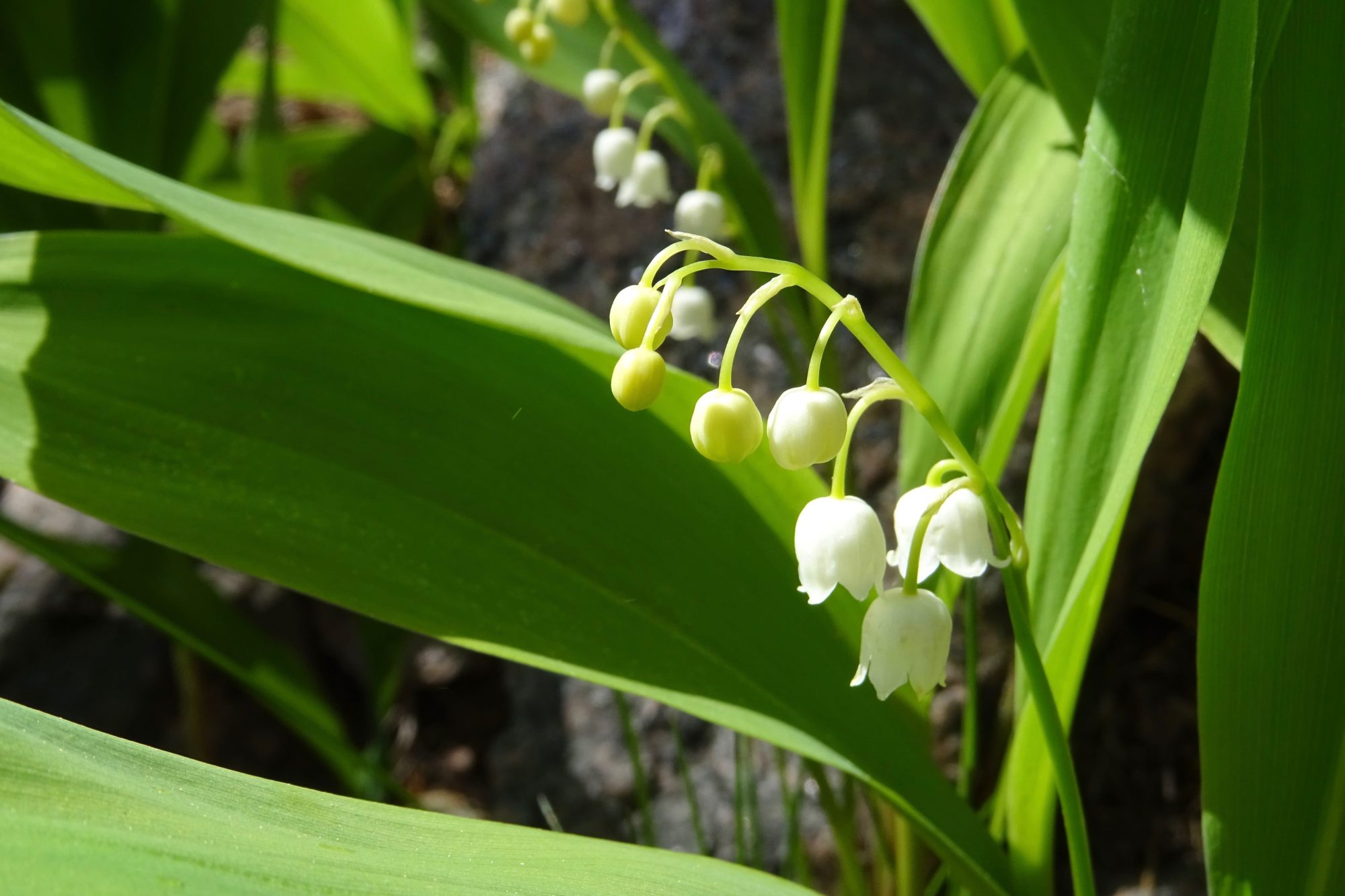 Valokuvaaja: Liisa Niiva-Korpela
