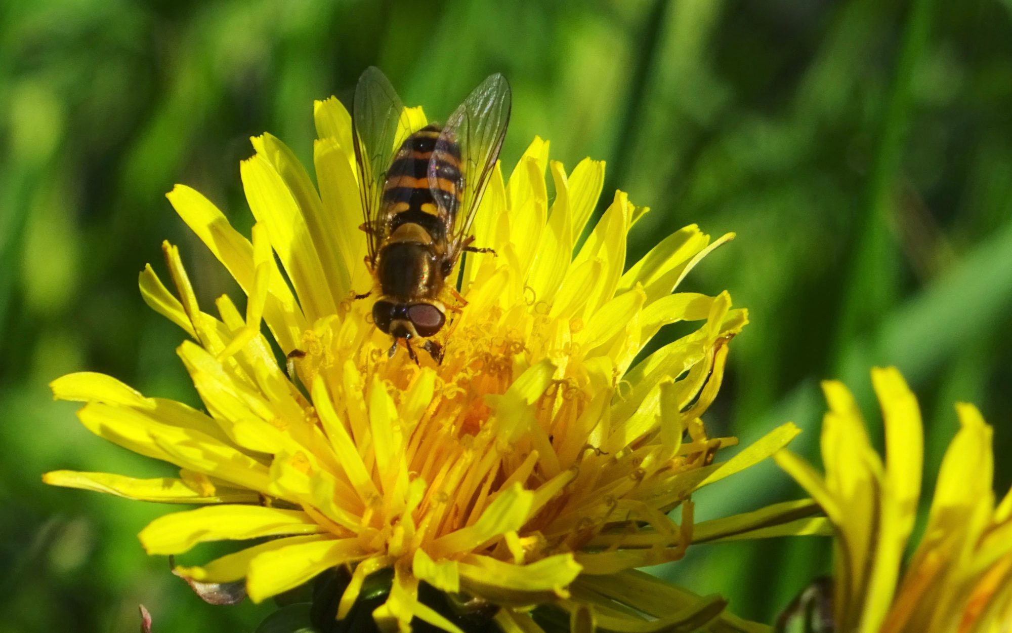 Valokuvaaja: Liisa Niiva-Korpela