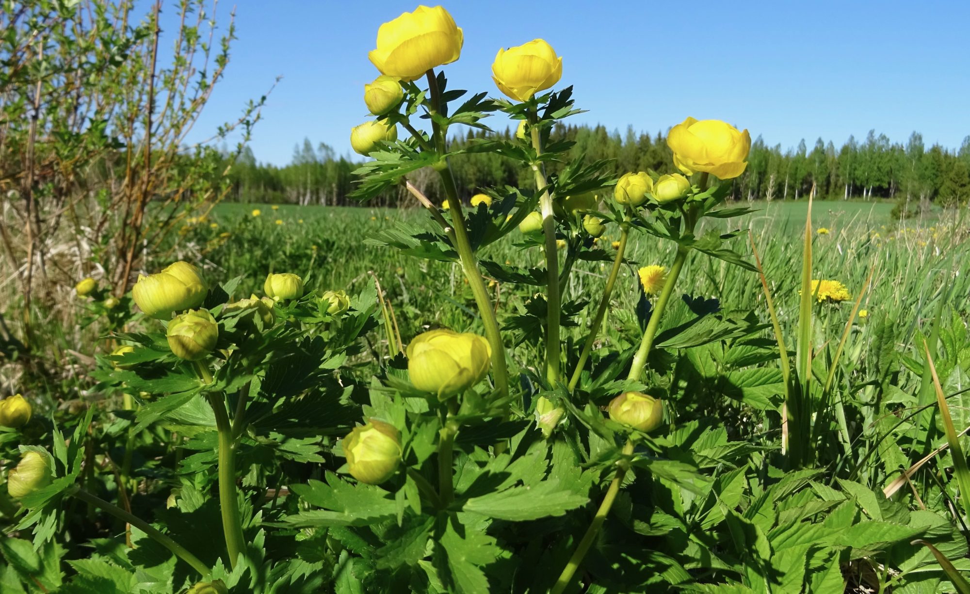 Valokuvaaja: Liisa Niiva-Korpela