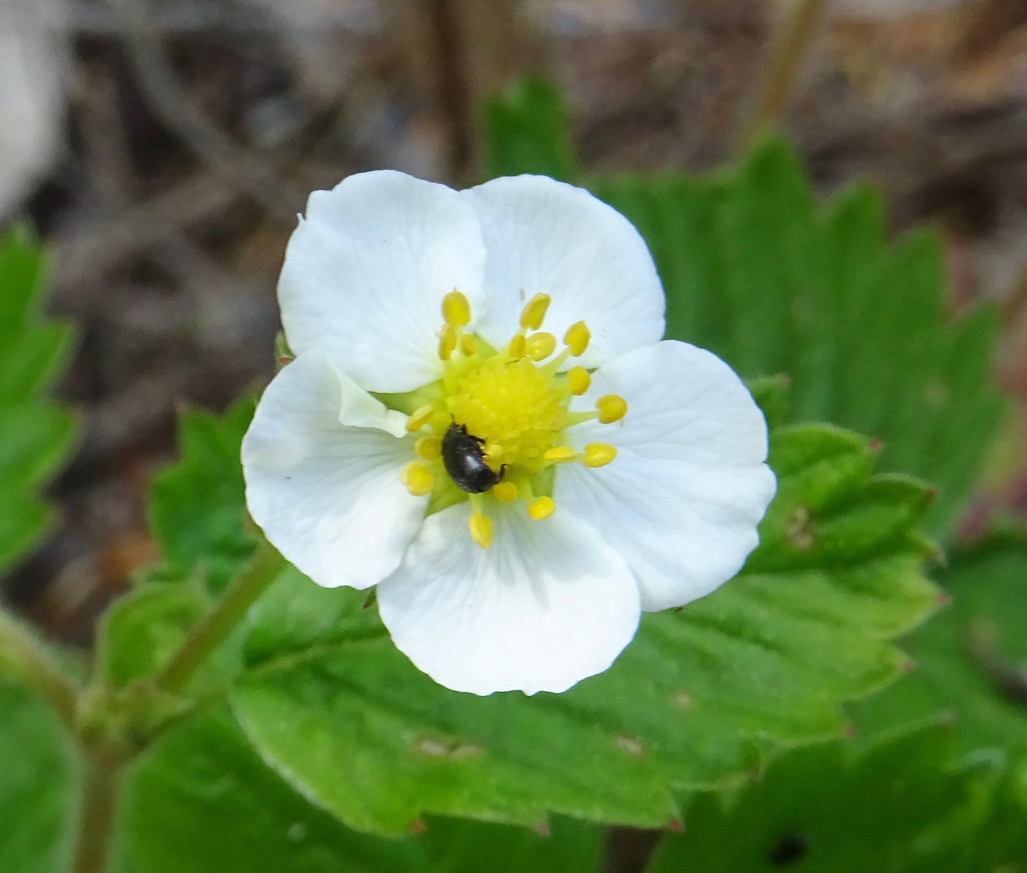 Valokuvaaja: Liisa Niiva-Korpela