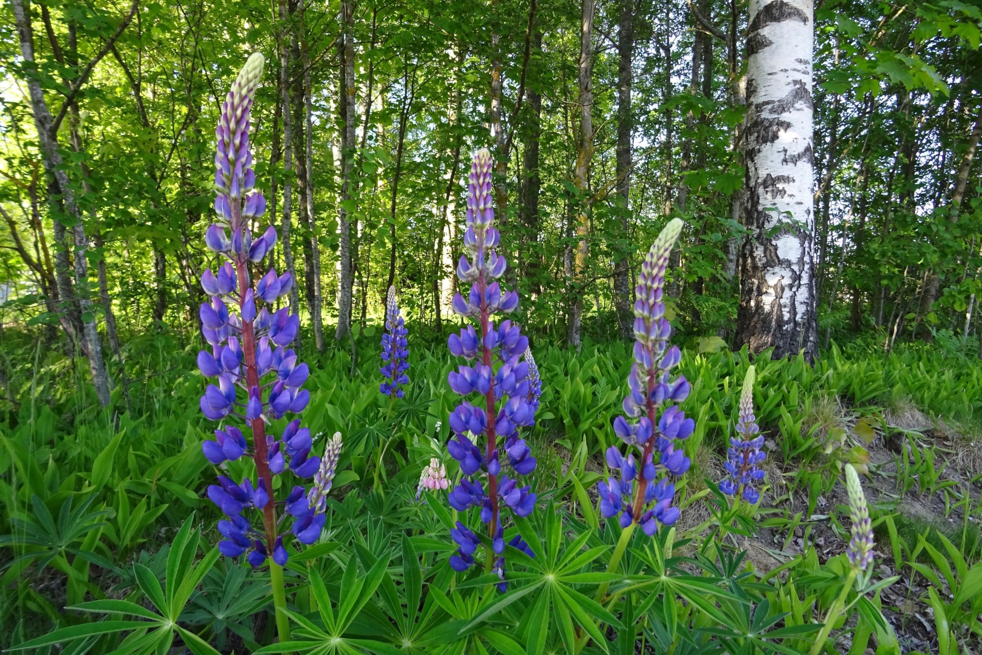 Valokuvaaja: Liisa Niiva-Korpela