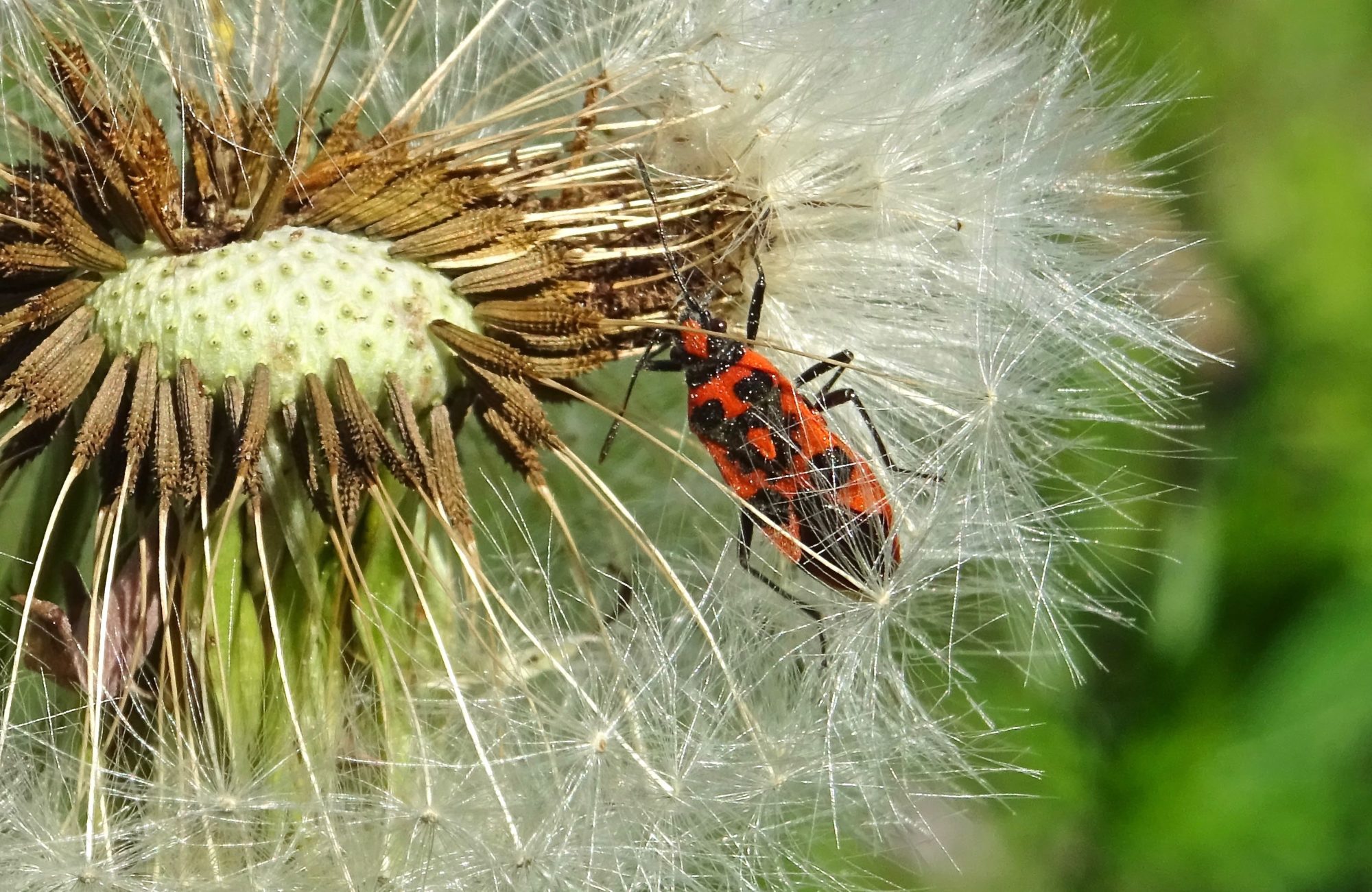 Valokuvaaja: Liisa Niiva-Korpela