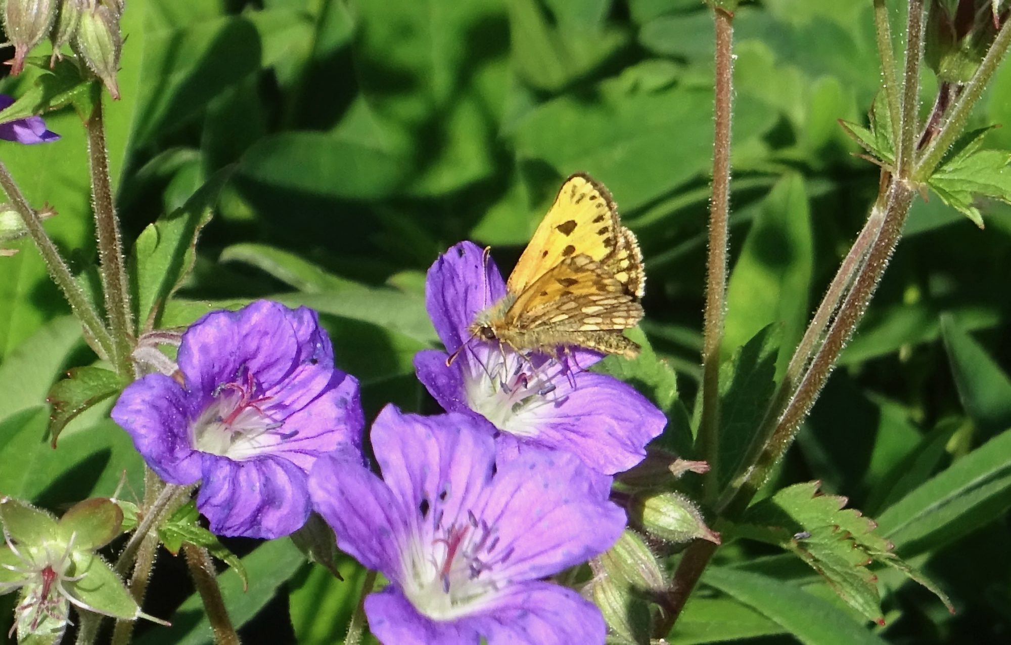Valokuvaaja: Liisa Niiva-Korpela