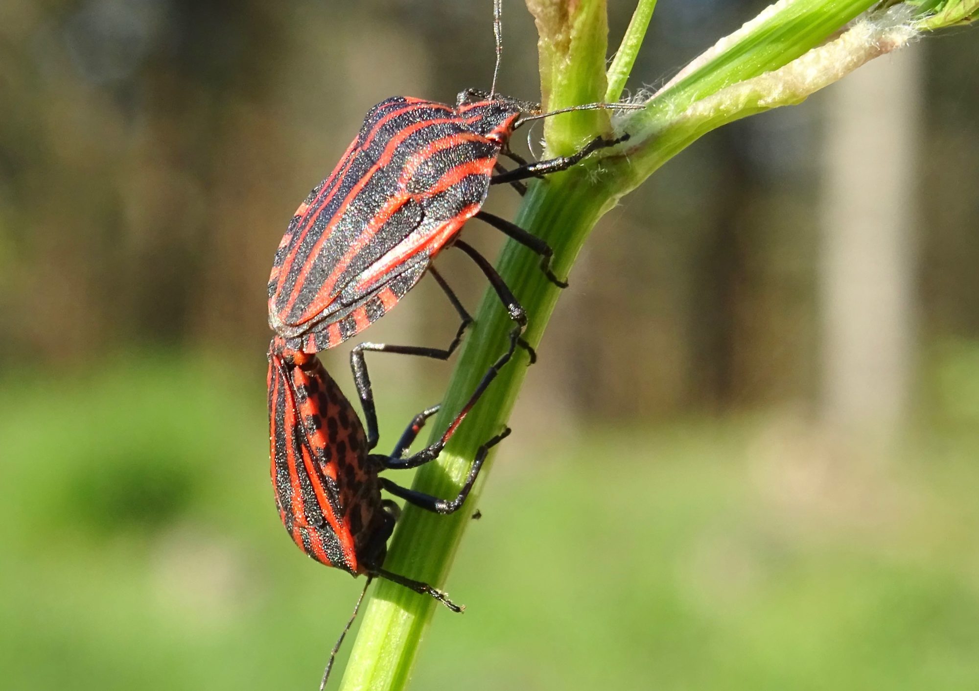Valokuvaaja: Liisa Niiva-Korpela
