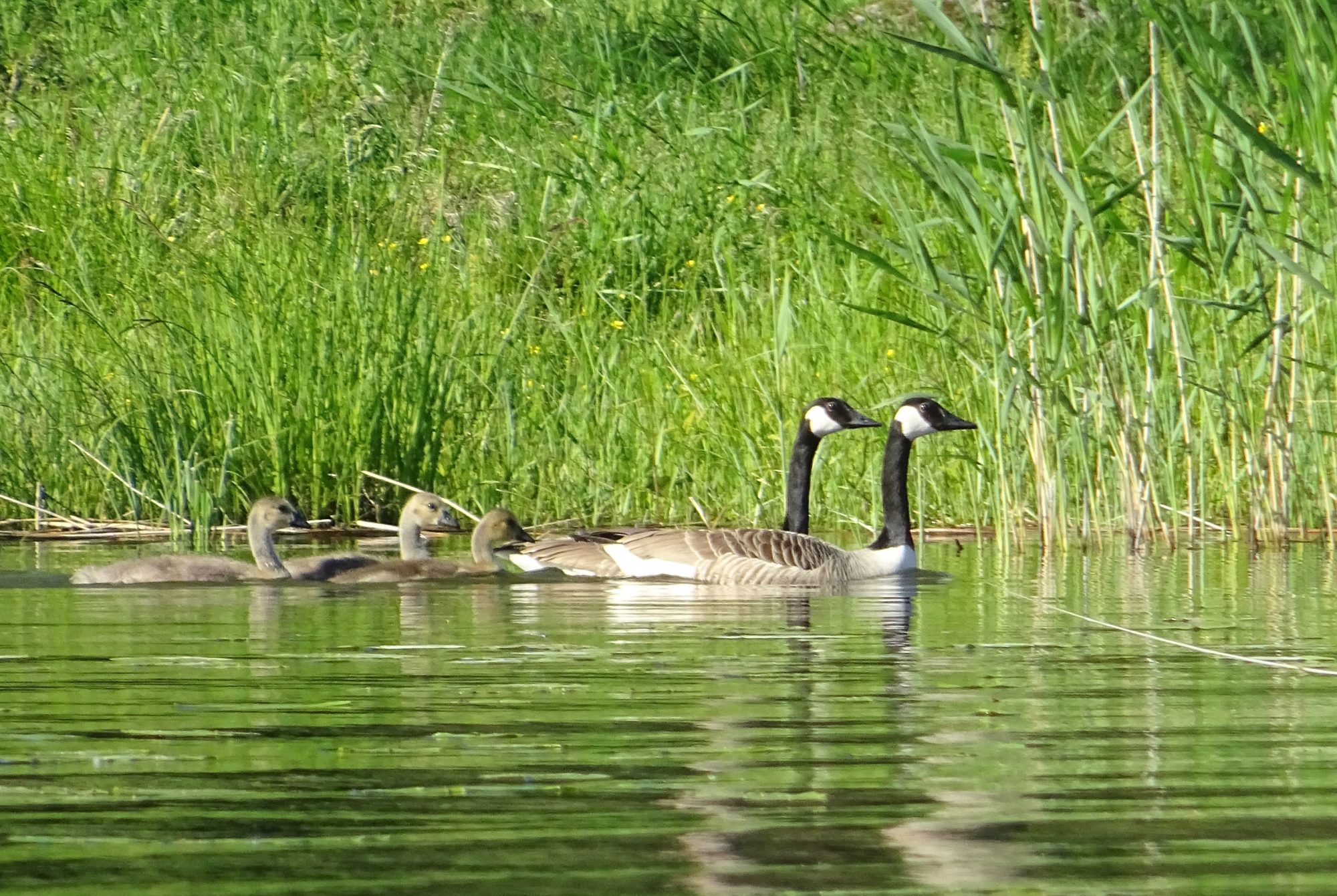 Valokuvaaja: Liisa Niiva-Korpela