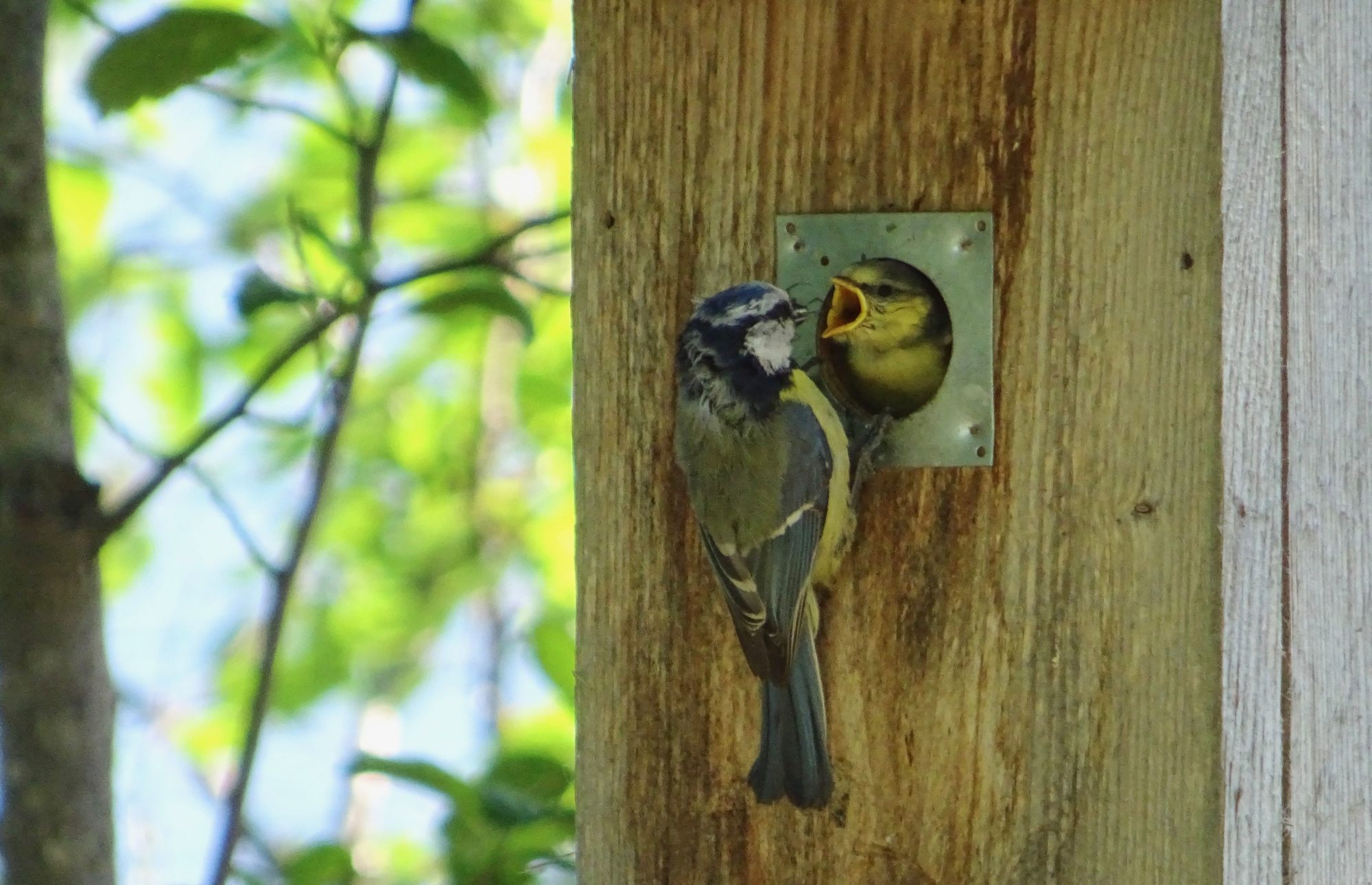 Valokuvaaja: Liisa Niiva-Korpela