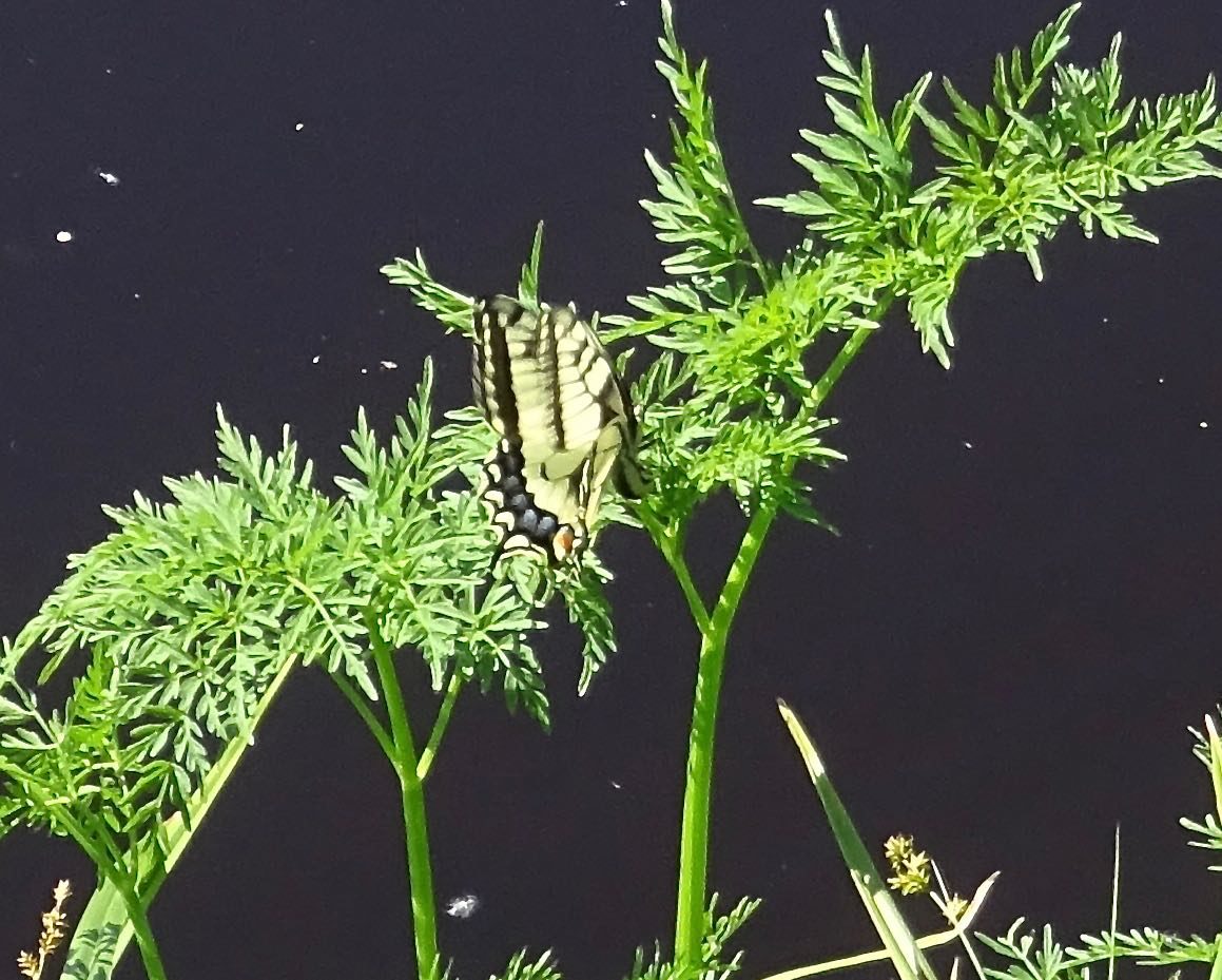 Valokuvaaja: Liisa Niiva-Korpela