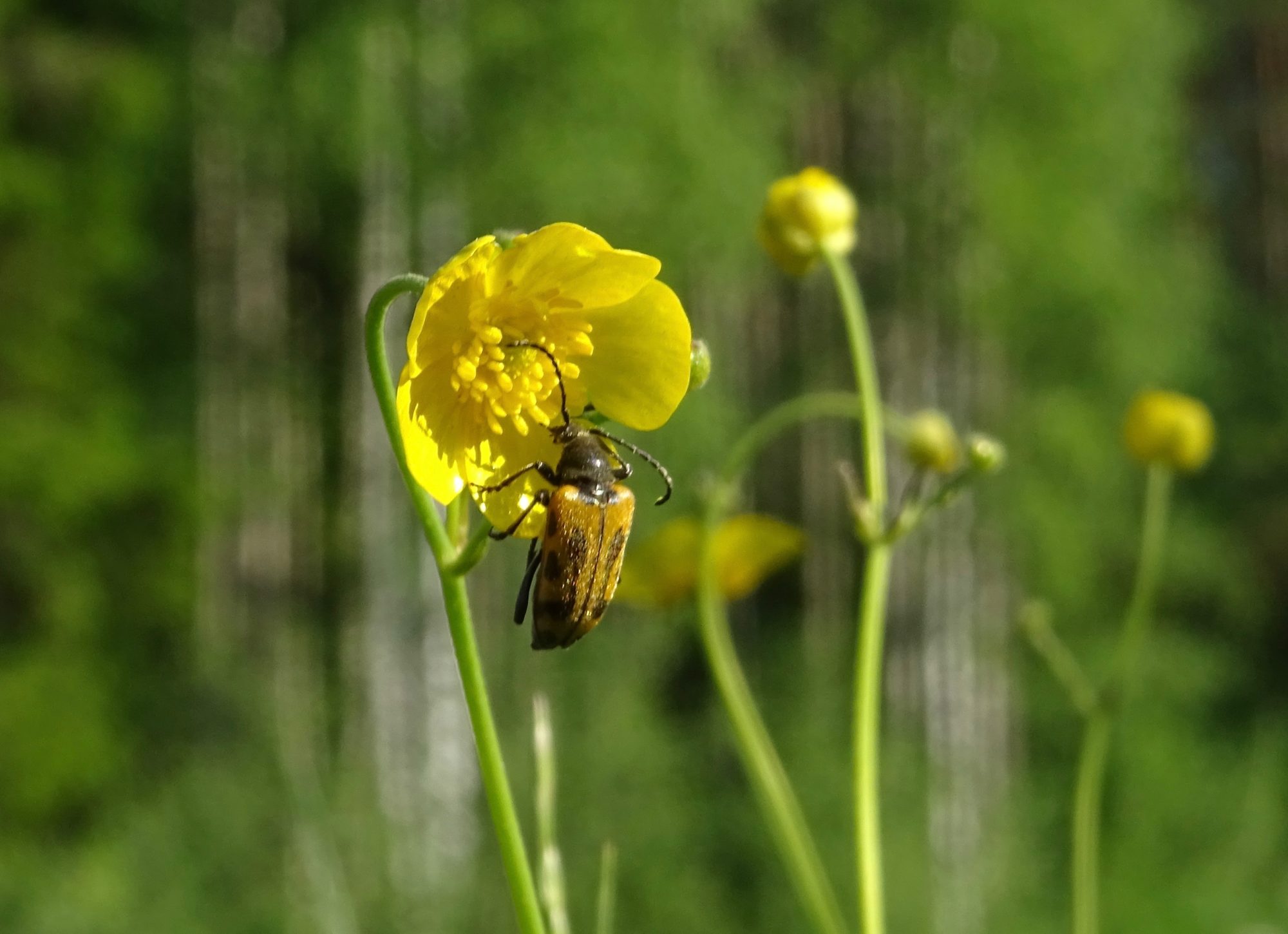 Valokuvaaja: Liisa Niiva-Korpela