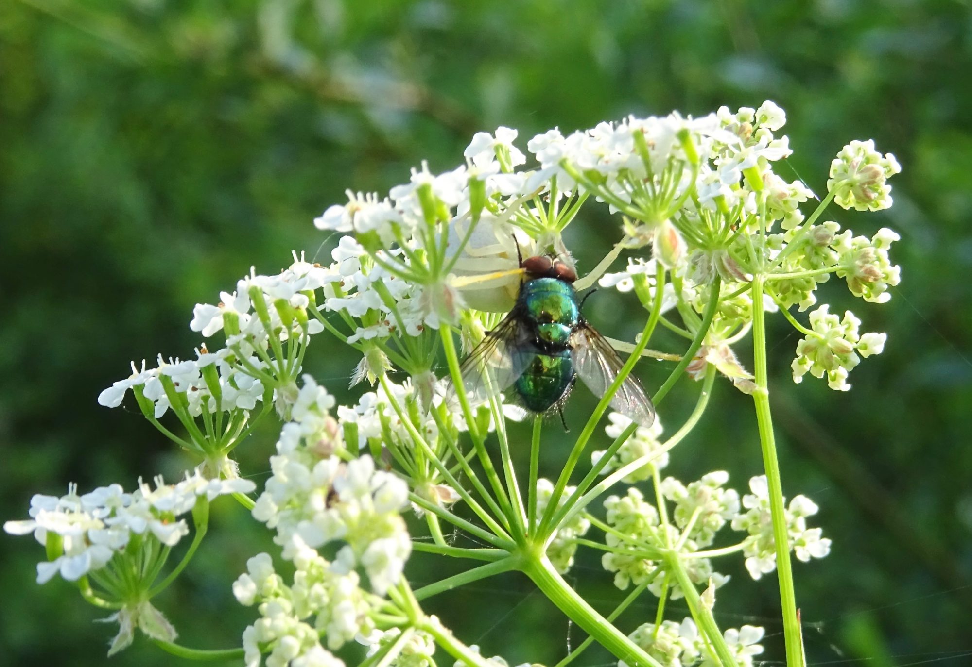 Valokuvaaja: Liisa Niiva-Korpela