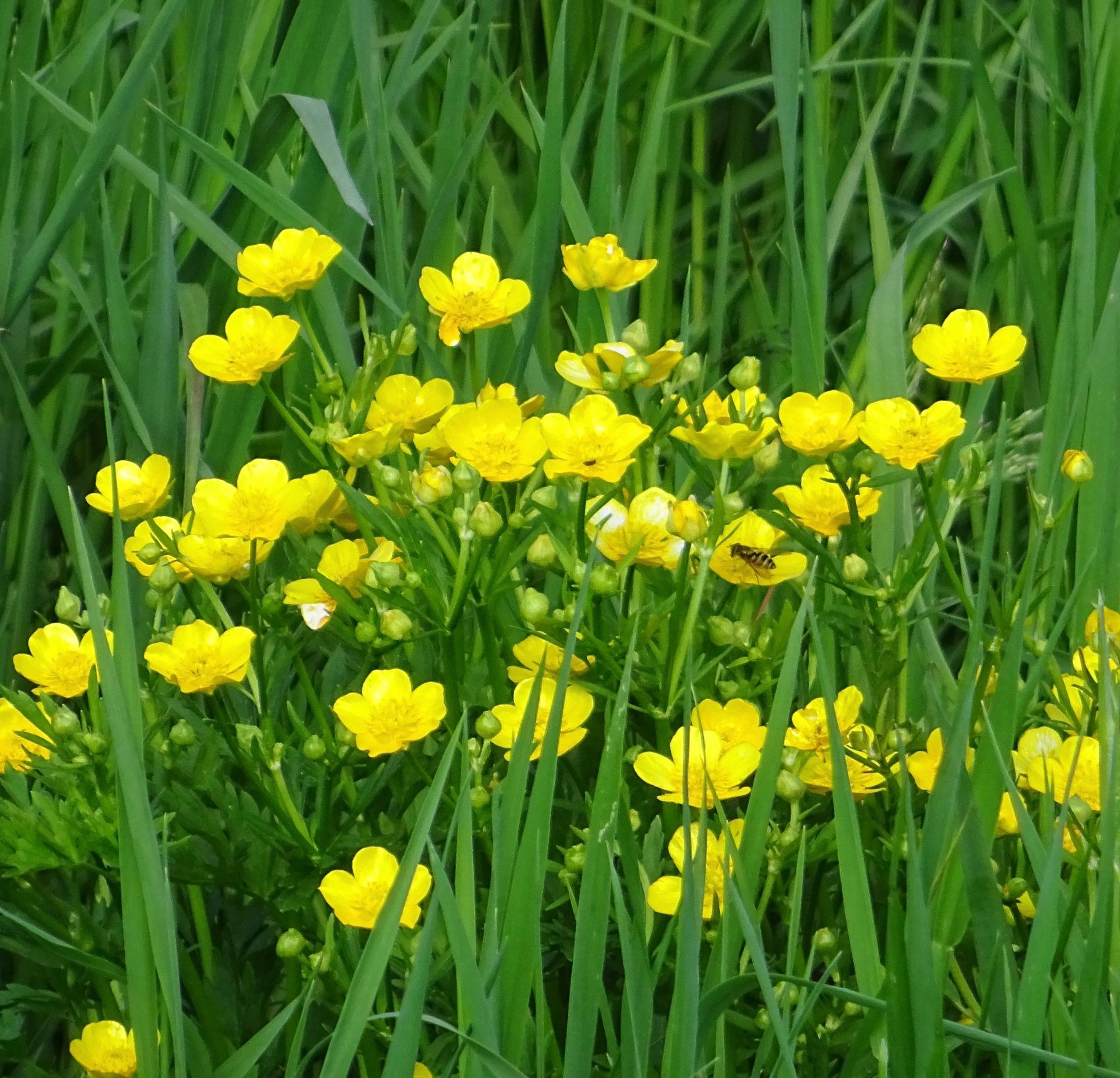 Valokuvaaja: Liisa Niiva-Korpela