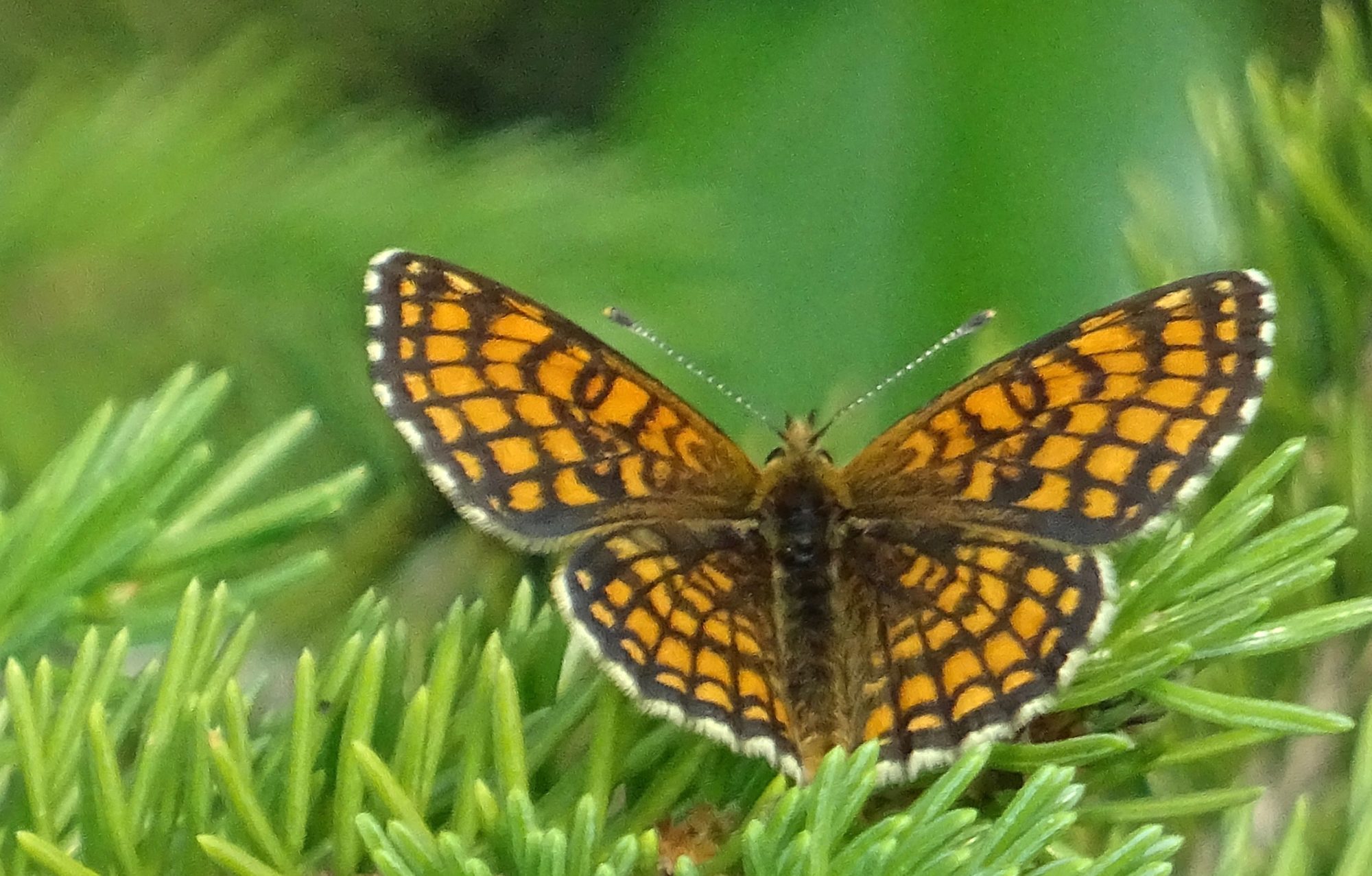 Valokuvaaja: Liisa Niiva-Korpela