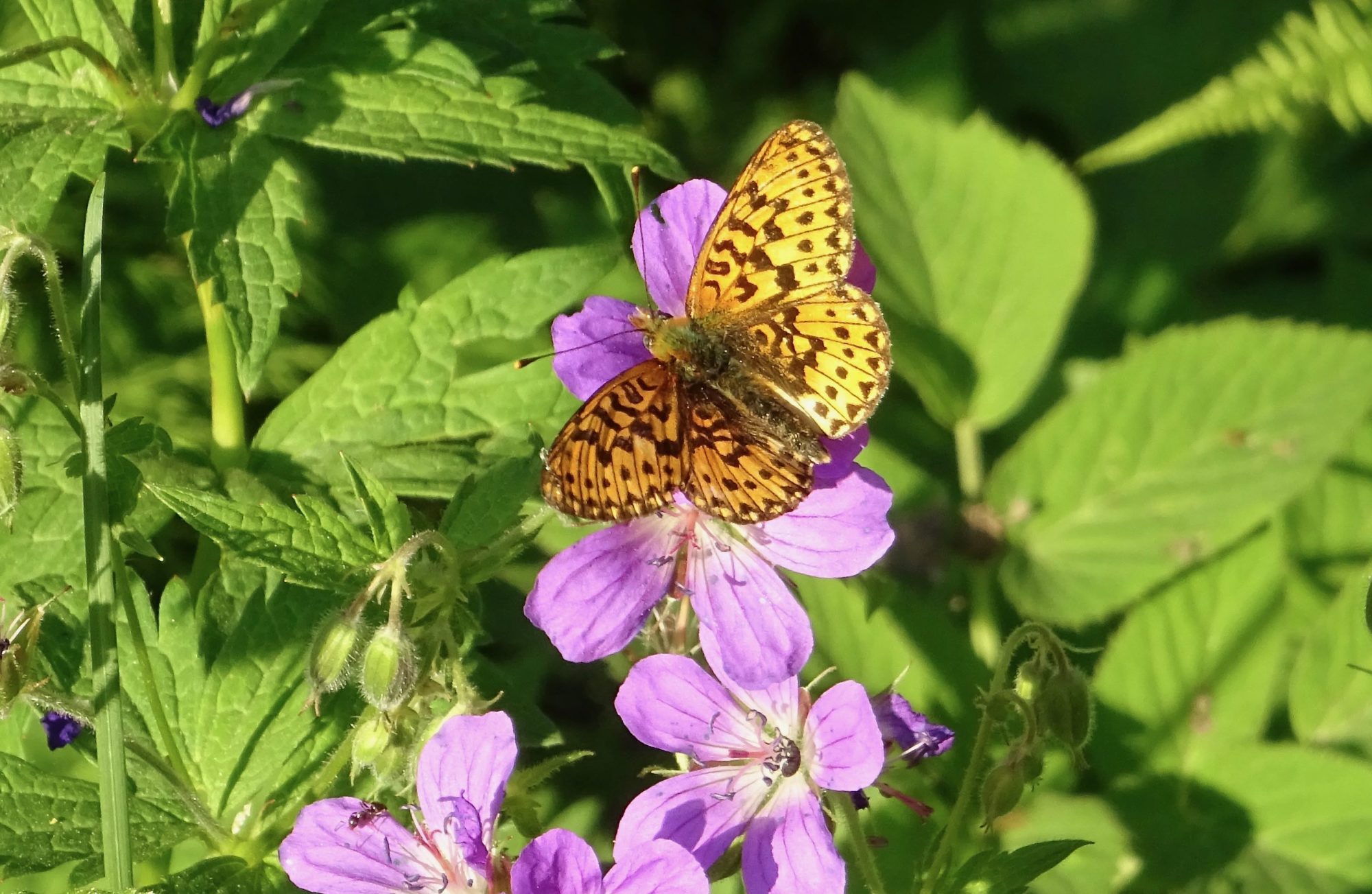 Valokuvaaja: Liisa Niiva-Korpela