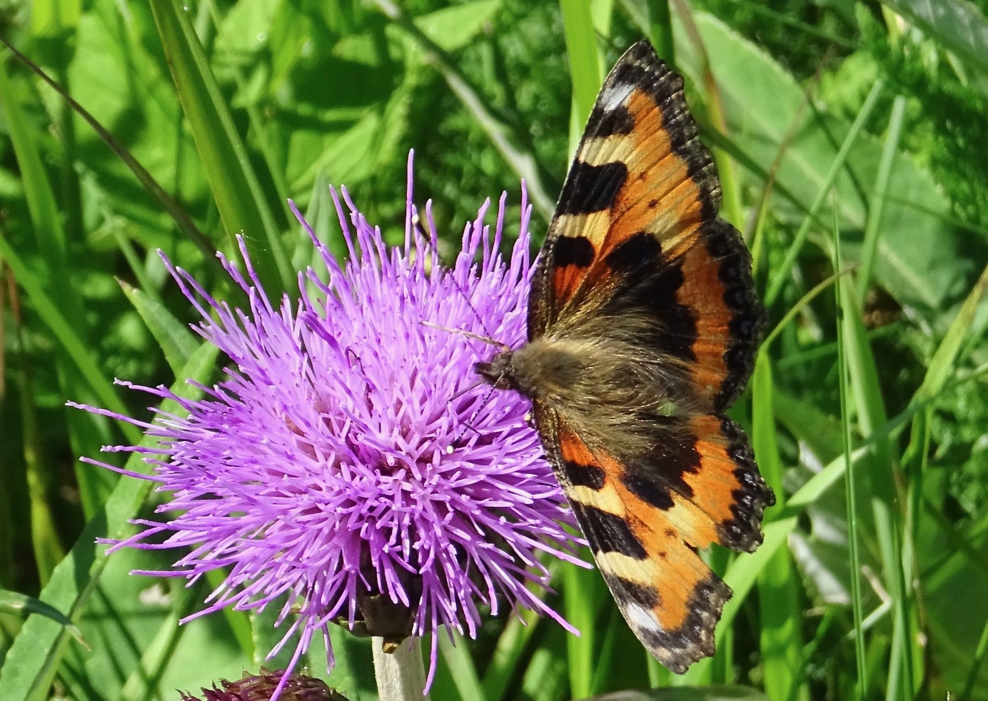 Valokuvaaja: Liisa Niiva-Korpela