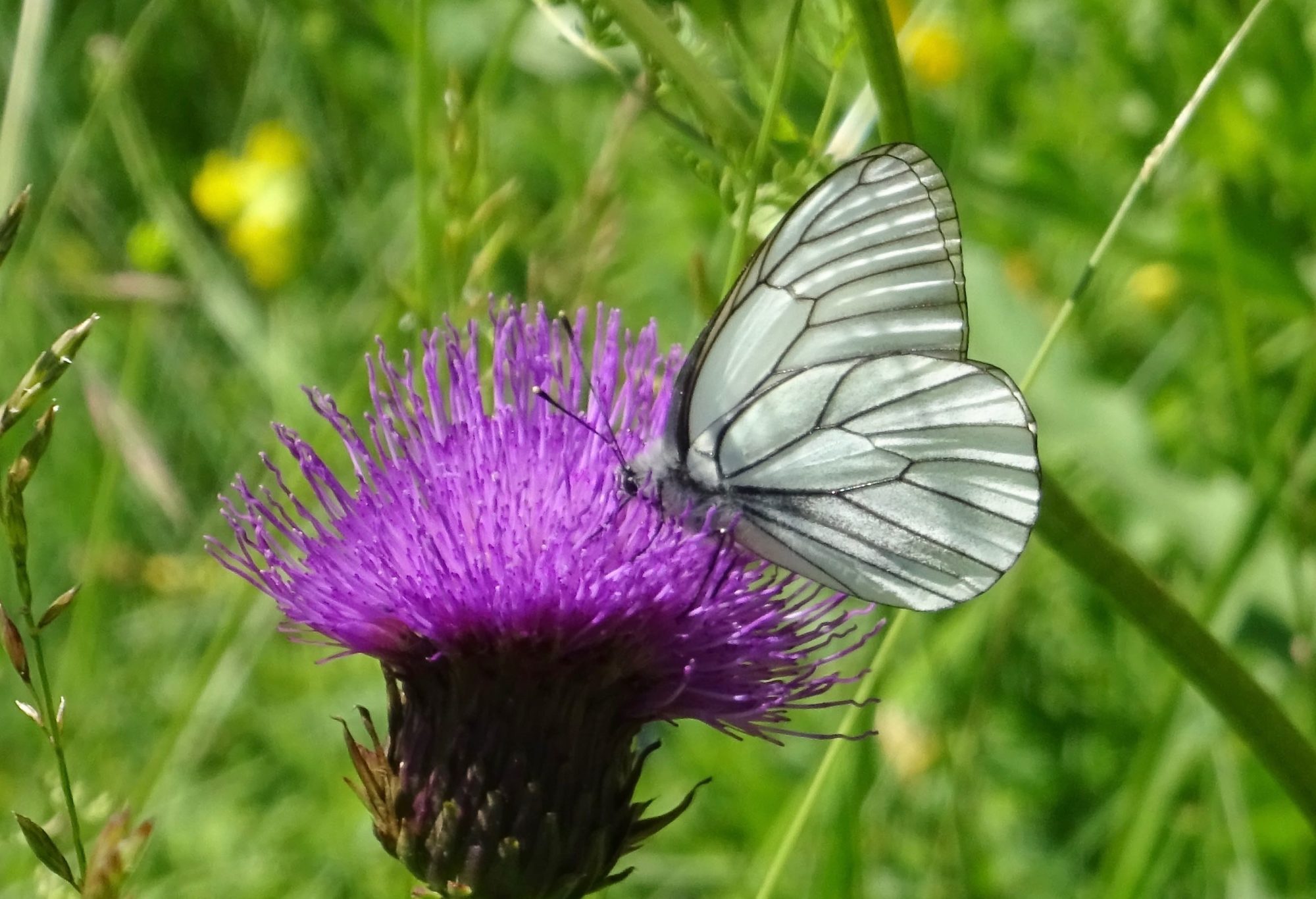 Valokuvaaja: Liisa Niiva-Korpela