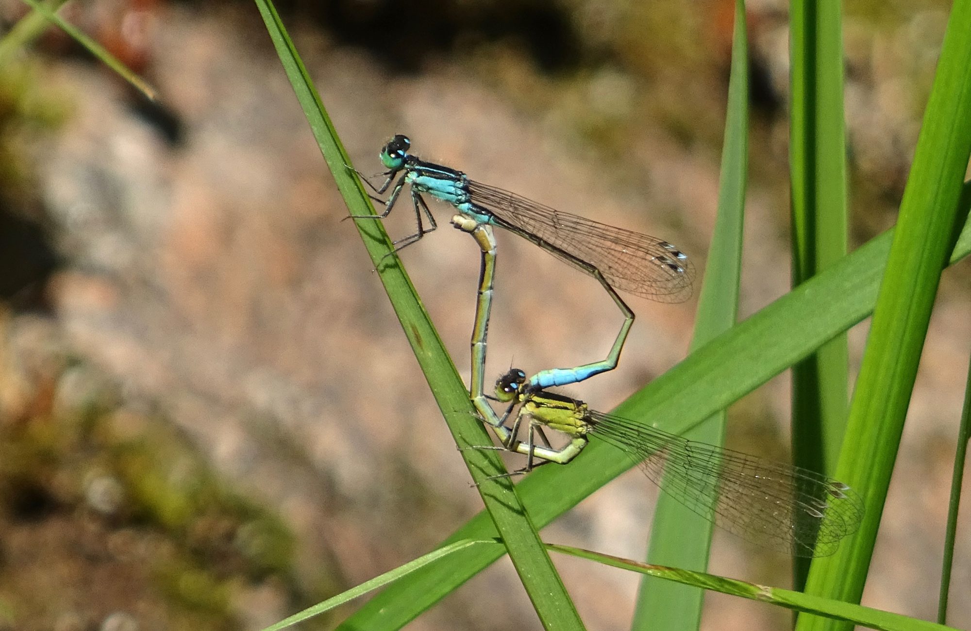 Valokuvaaja: Liisa Niiva-Korpela