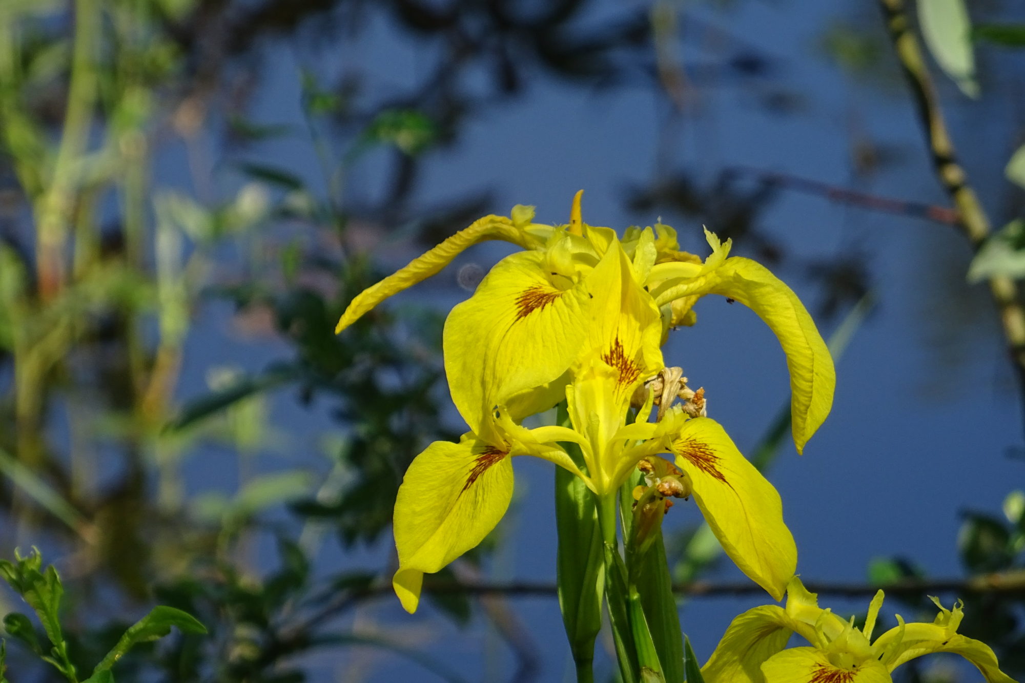 Valokuvaaja: Liisa Niiva-Korpela Valokuvaaja: Liisa Niiva-Korpela