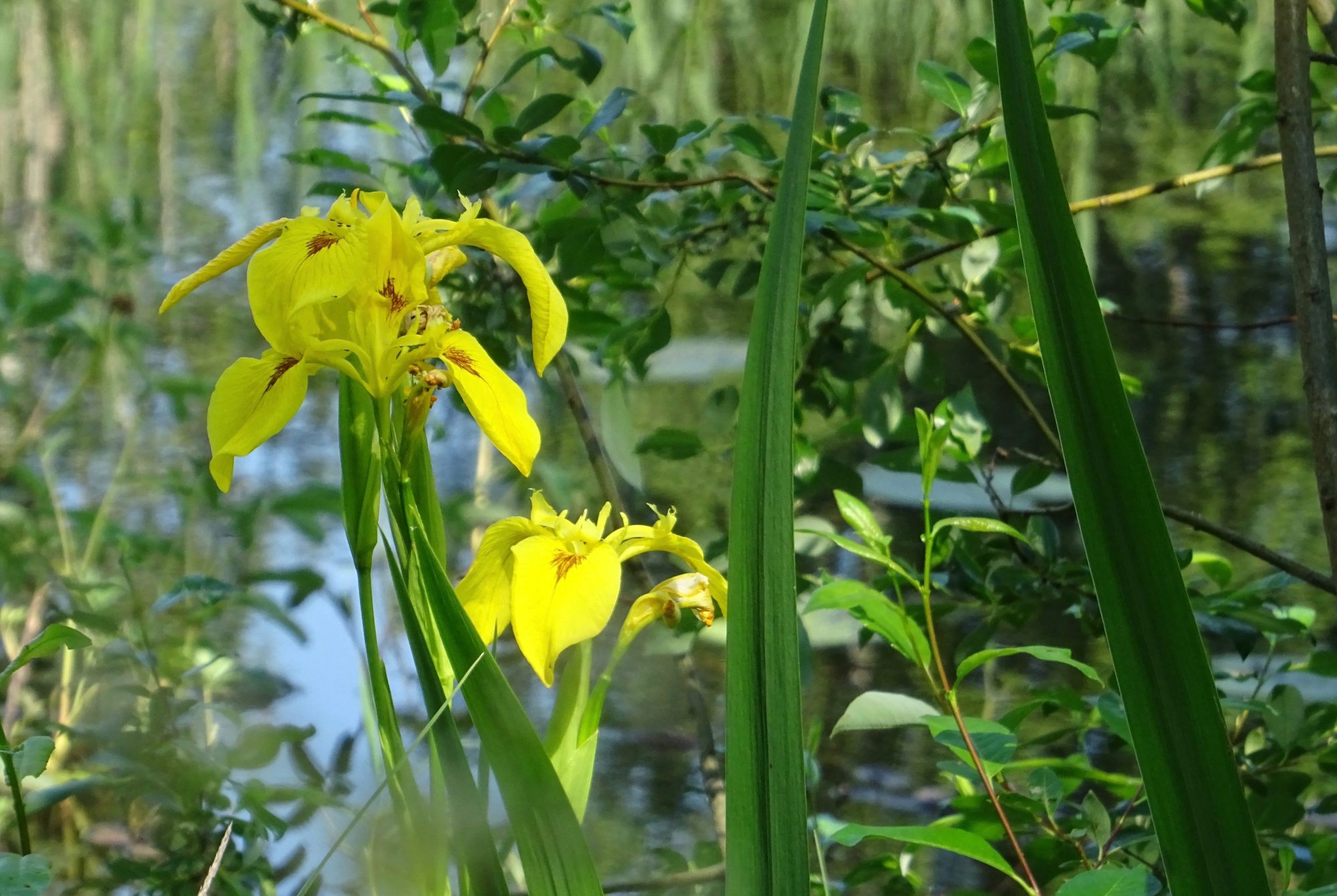 Valokuvaaja: Liisa Niiva-Korpela