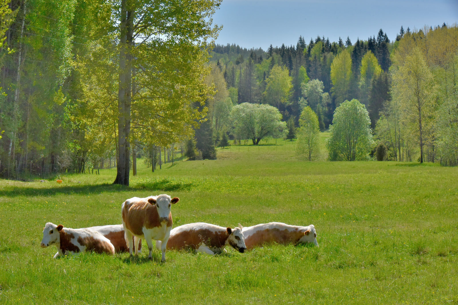 Valokuvaaja: Reijo Juurinen