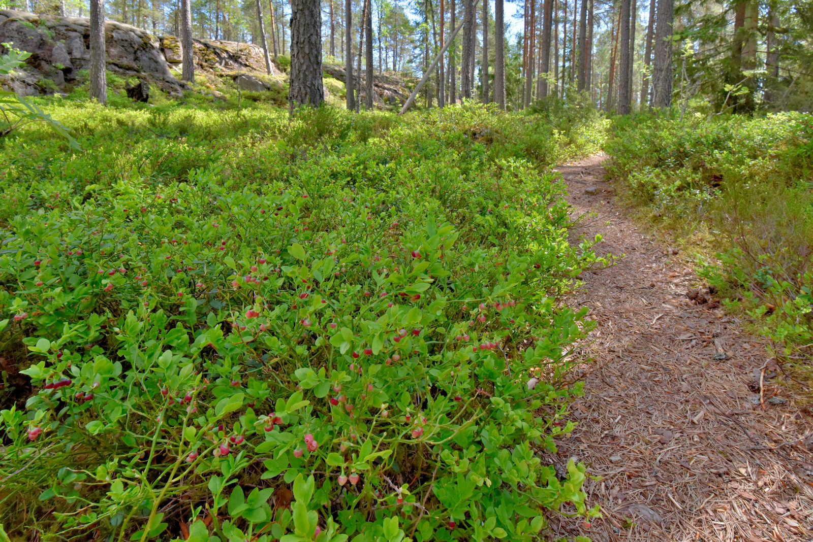 Valokuvaaja: Reijo Juurinen