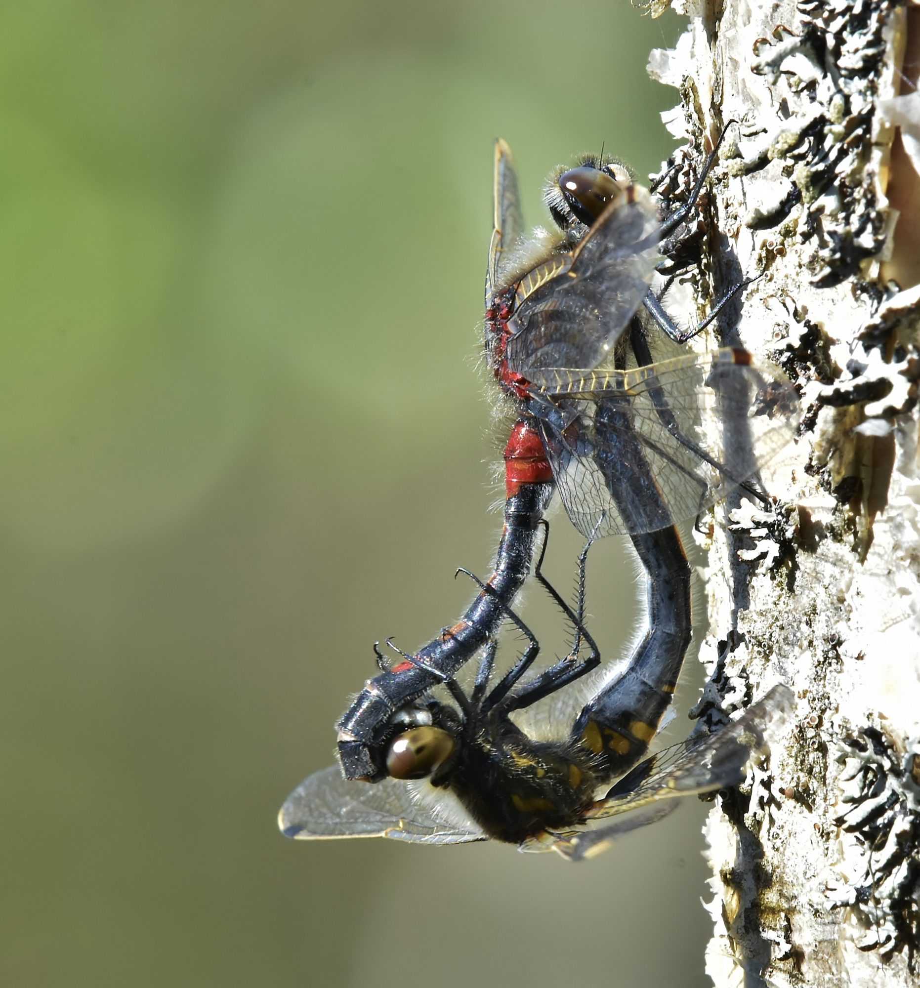 Valokuvaaja: Markku Pelkonen