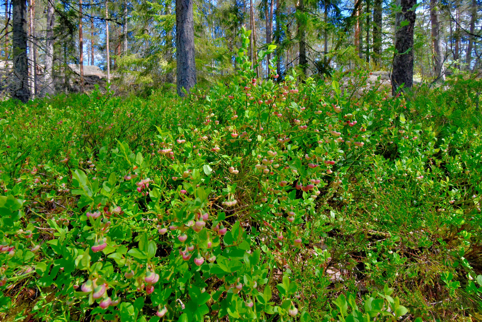 Valokuvaaja: Reijo Juurinen Valokuvaaja: Reijo Juurinen