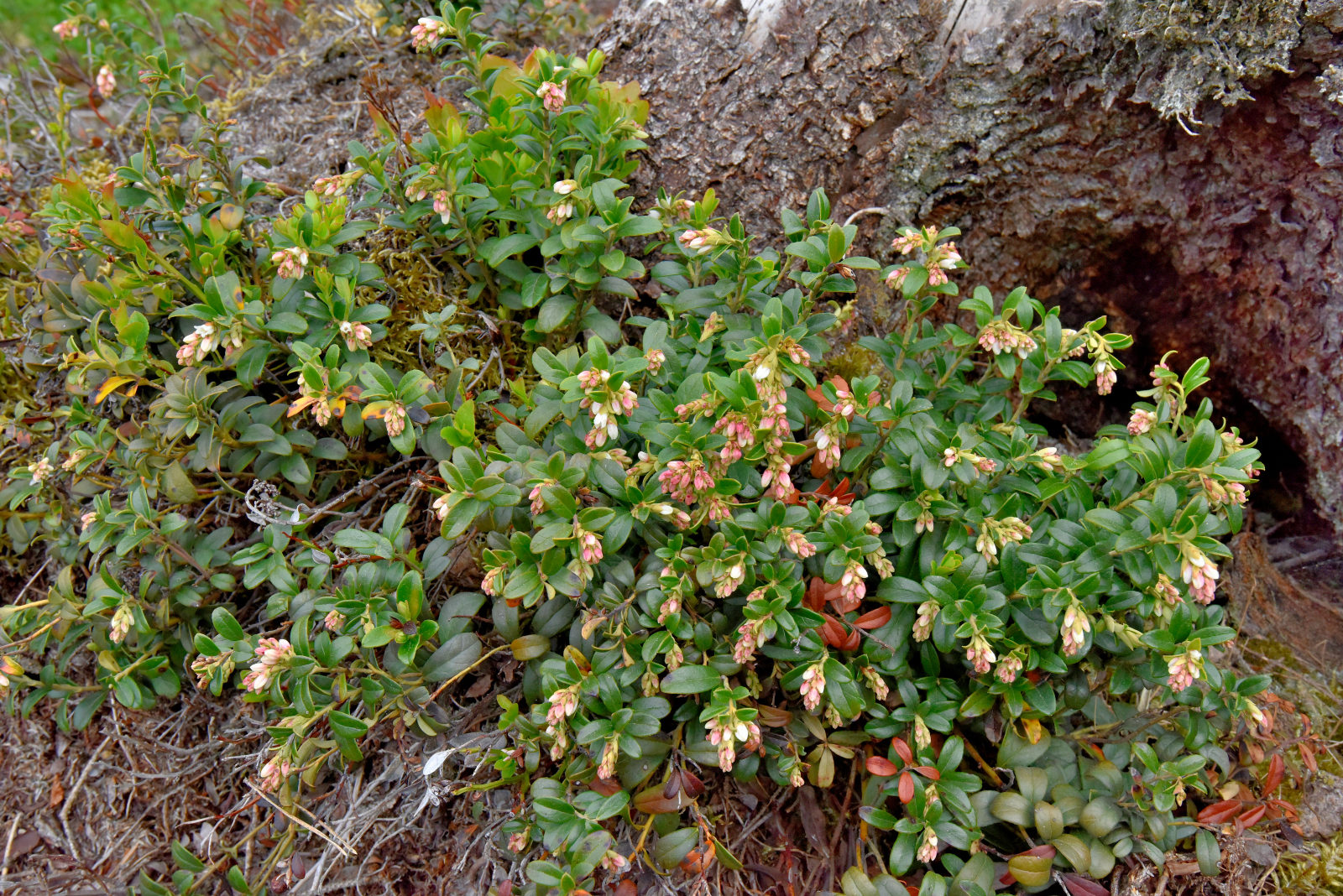 Valokuvaaja: Reijo Juurinen