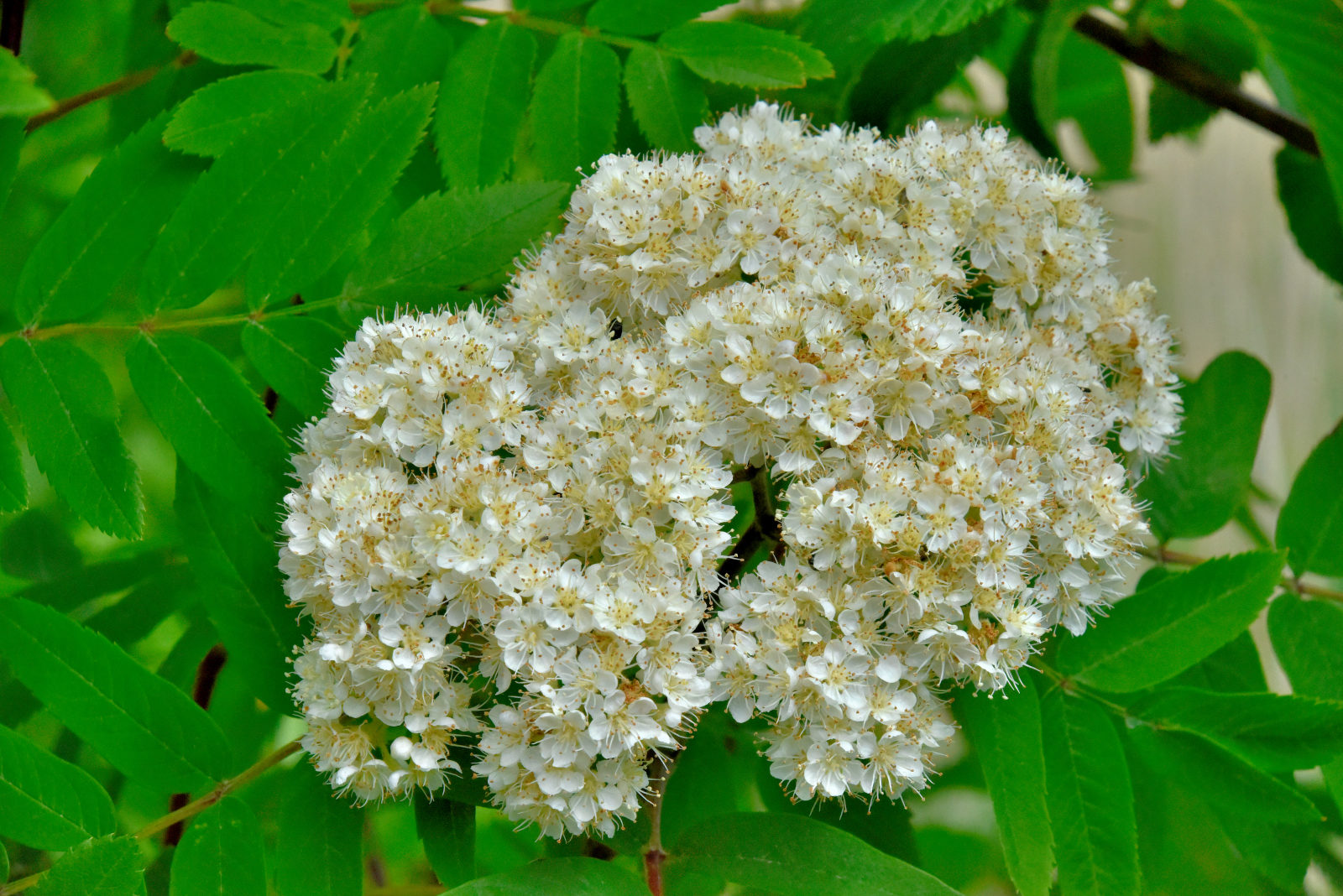 Valokuvaaja: Reijo Juurinen