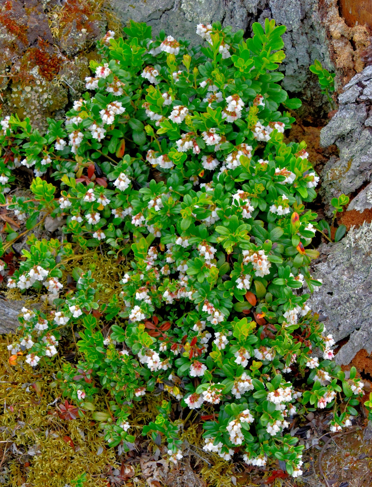 Valokuvaaja: Reijo Juurinen