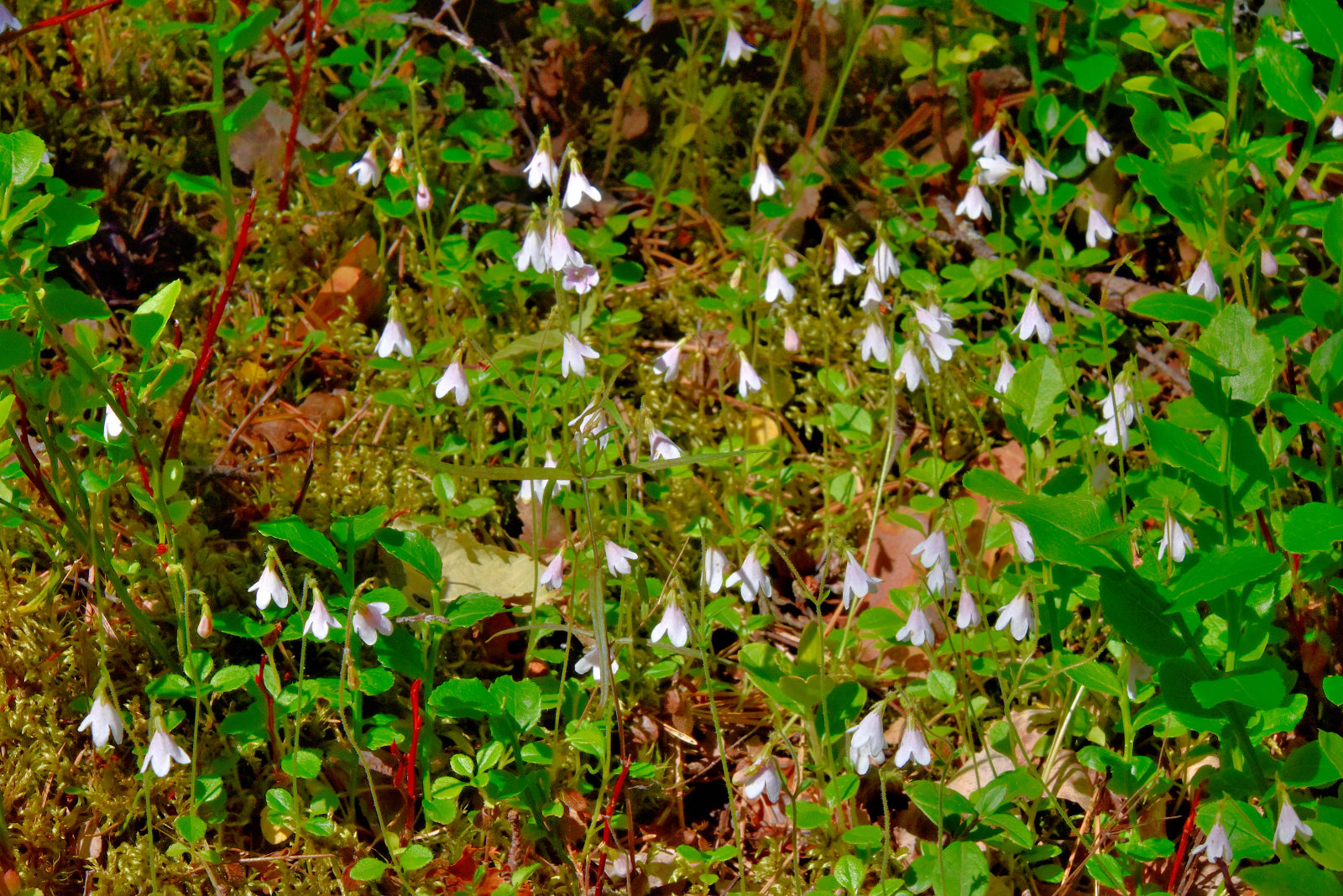 Valokuvaaja: Reijo Juurinen