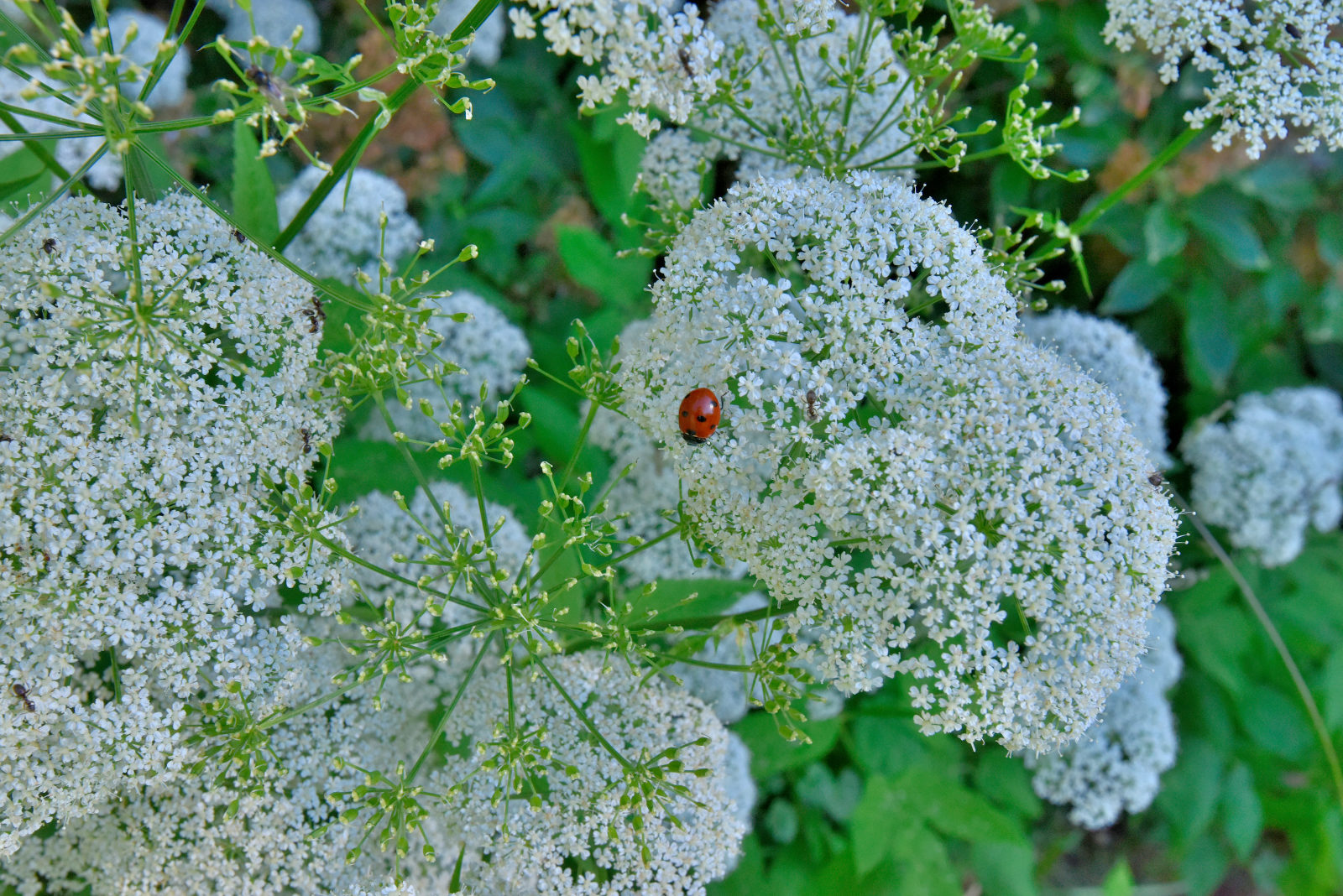 Valokuvaaja: Reijo Juurinen