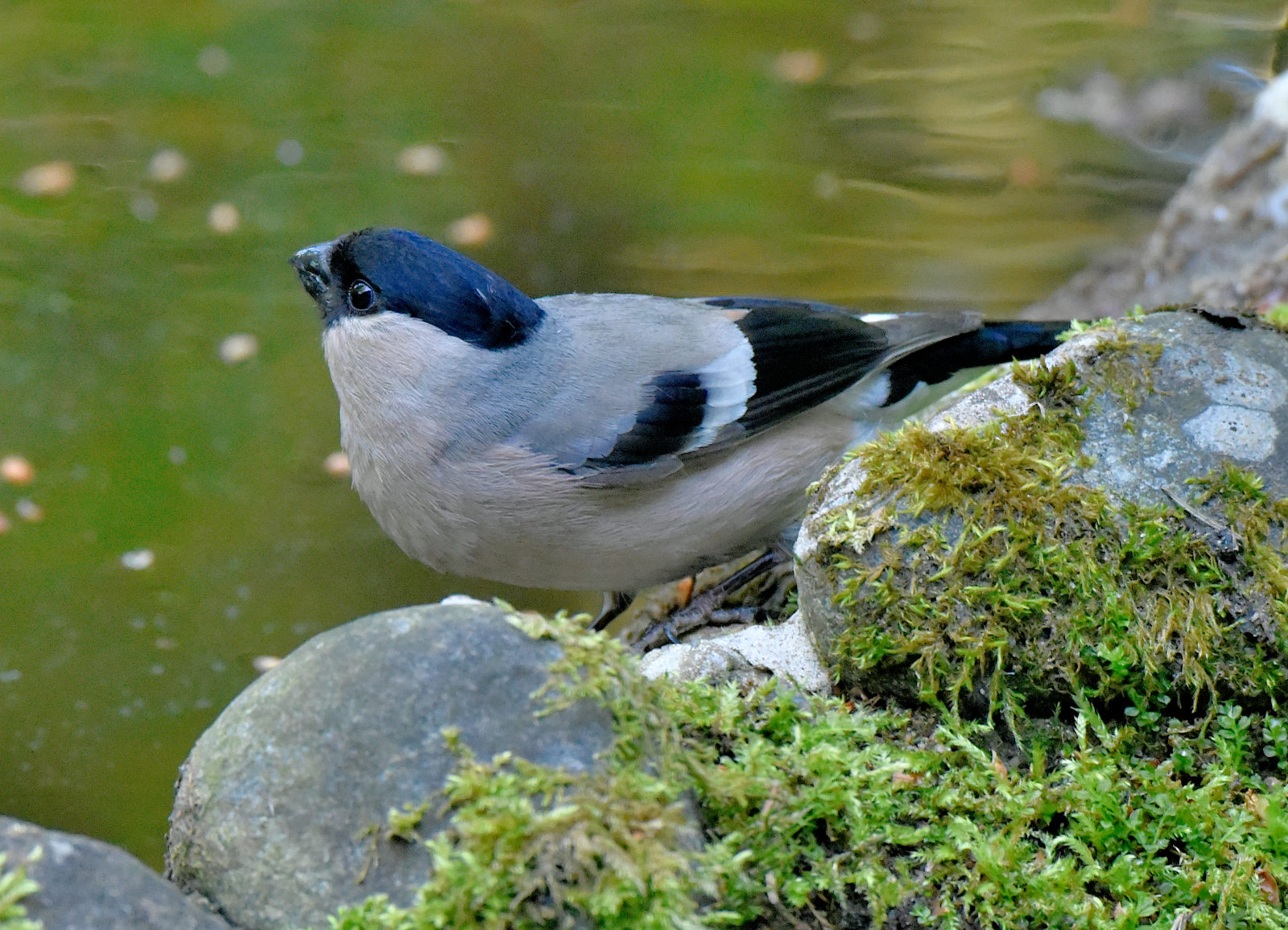 Valokuvaaja: Reijo Juurinen