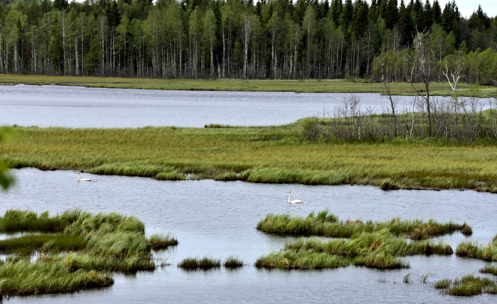 Valokuvaaja: Erkki Timonen