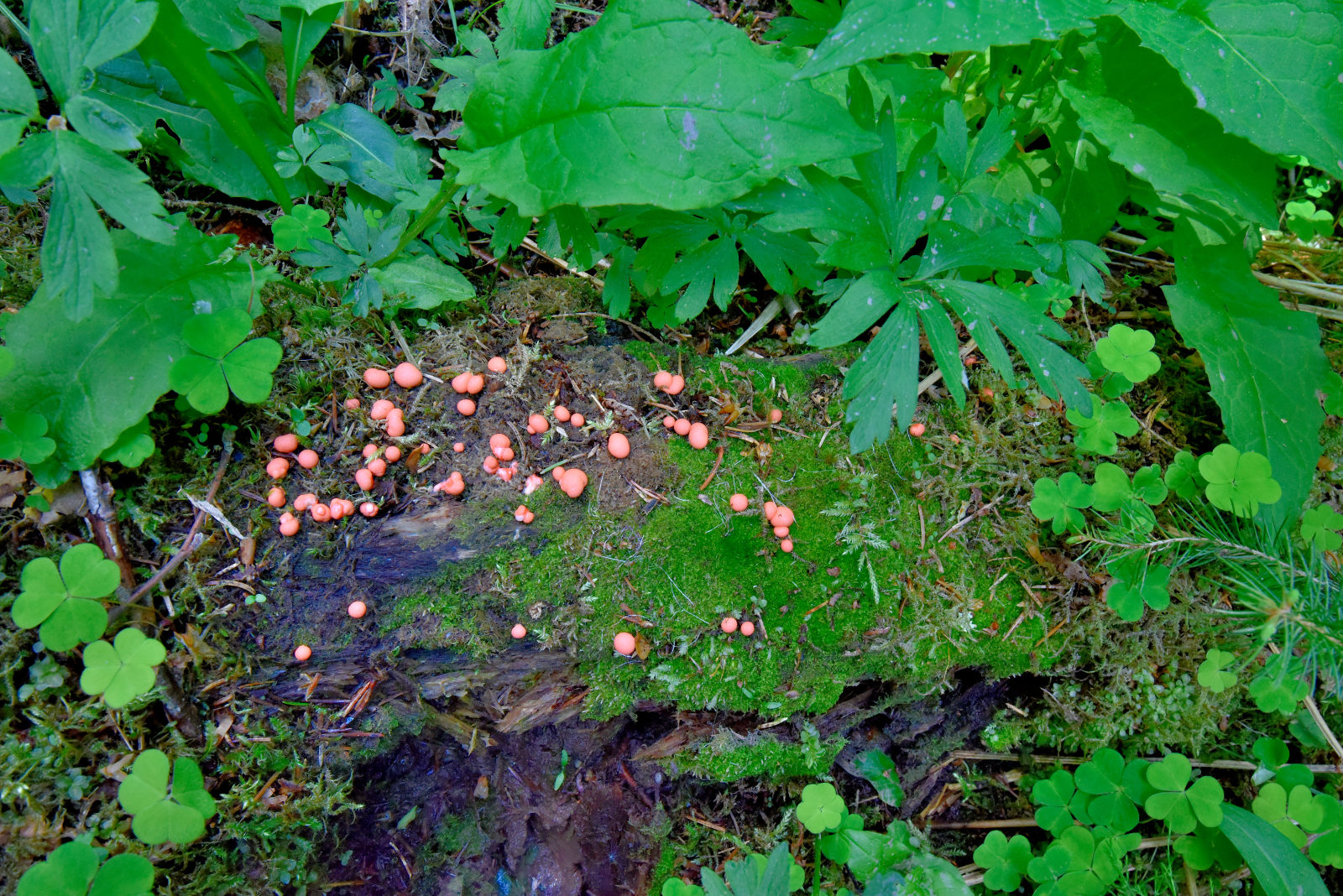 Valokuvaaja: Reijo Juurinen