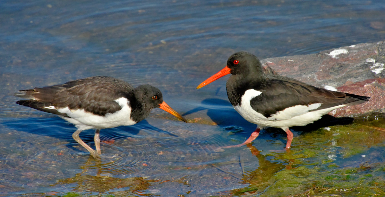 Valokuvaaja: Reijo Juurinen