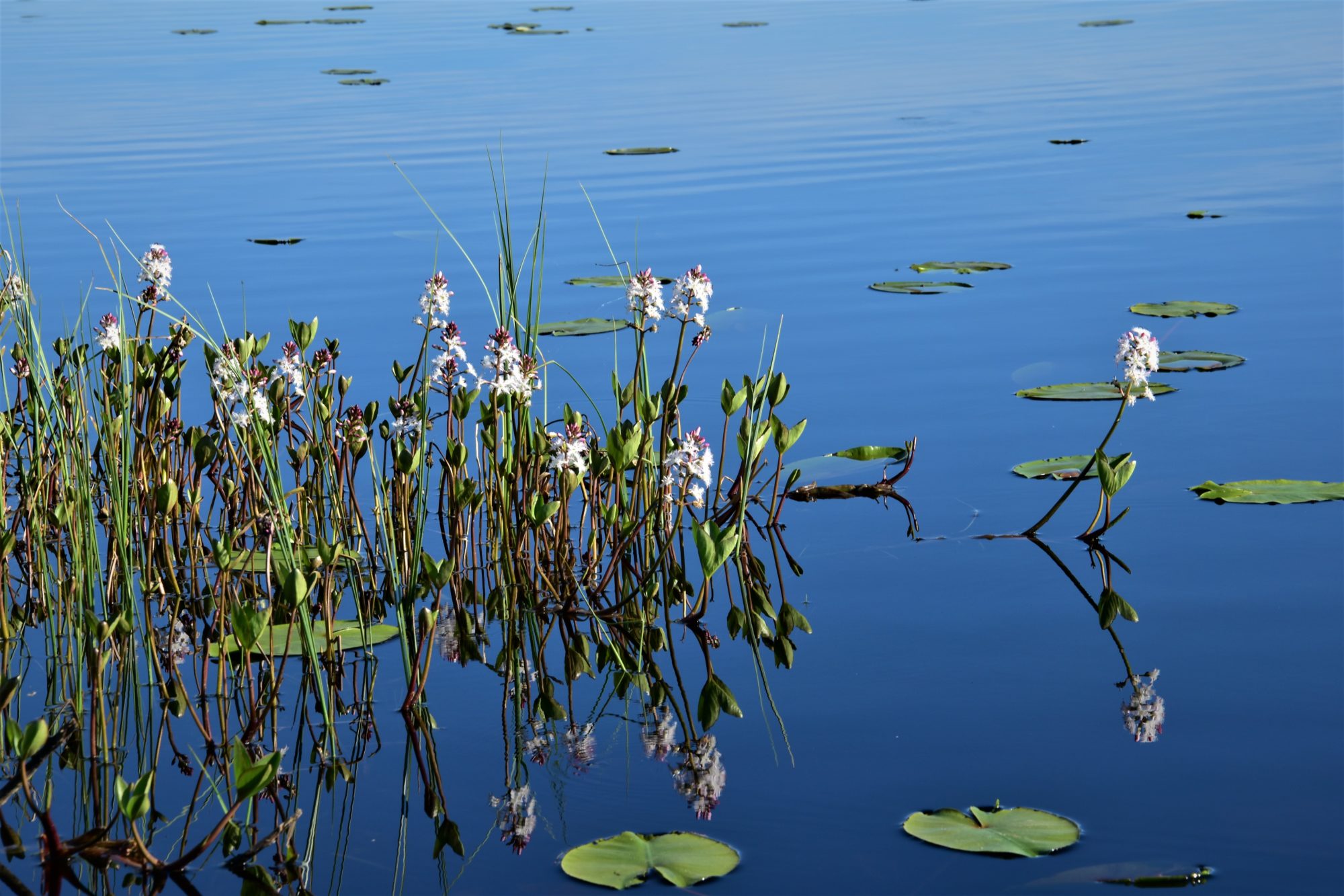 Valokuvaaja: Lahja Toivanen