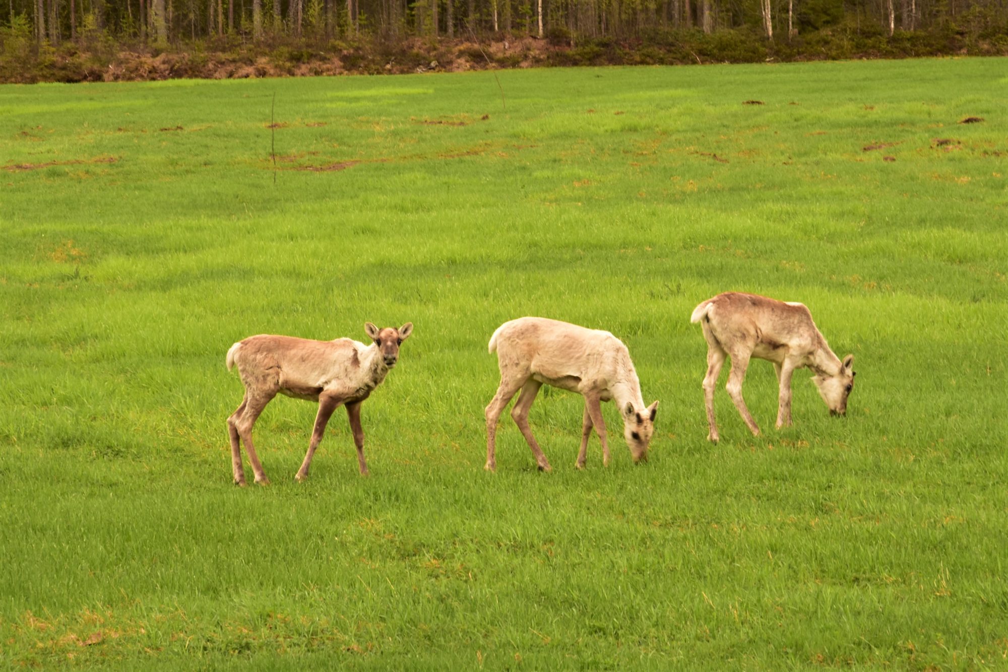 Valokuvaaja: Lahja Toivanen Valokuvaaja: Lahja Toivanen