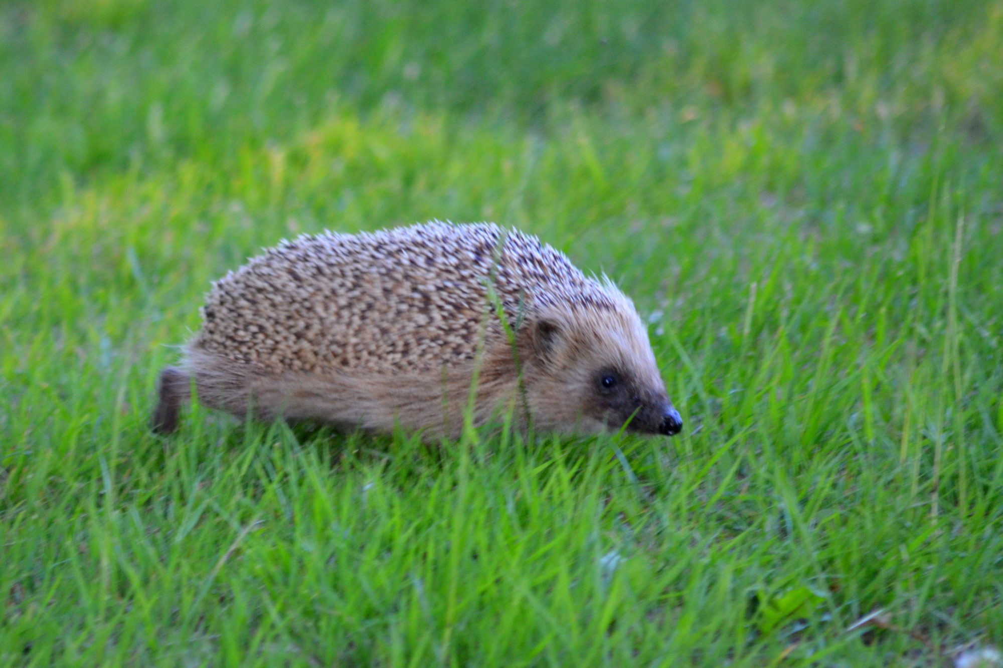 Valokuvaaja: Toni Asikainen