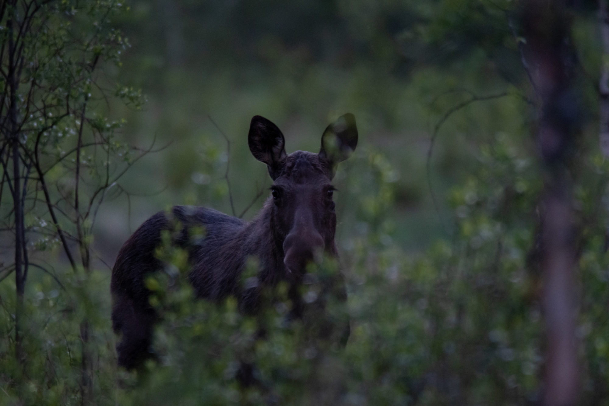 Valokuvaaja: Samuli Huikuri