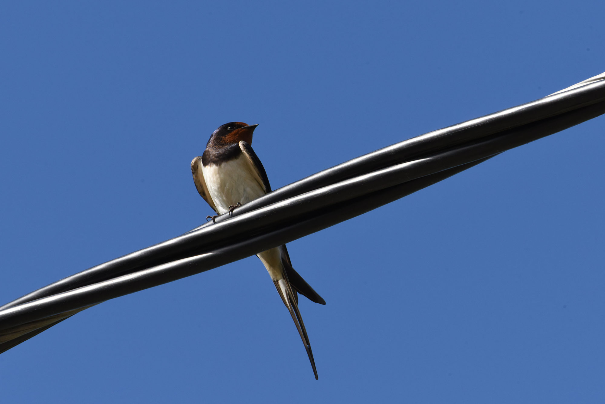 Valokuvaaja: Maija Savolainen