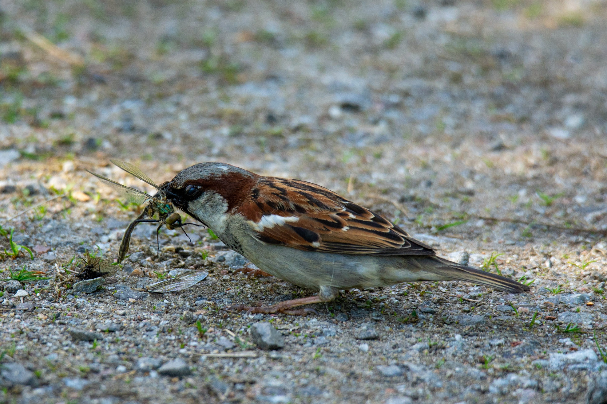 Valokuvaaja: Samuli Huikuri