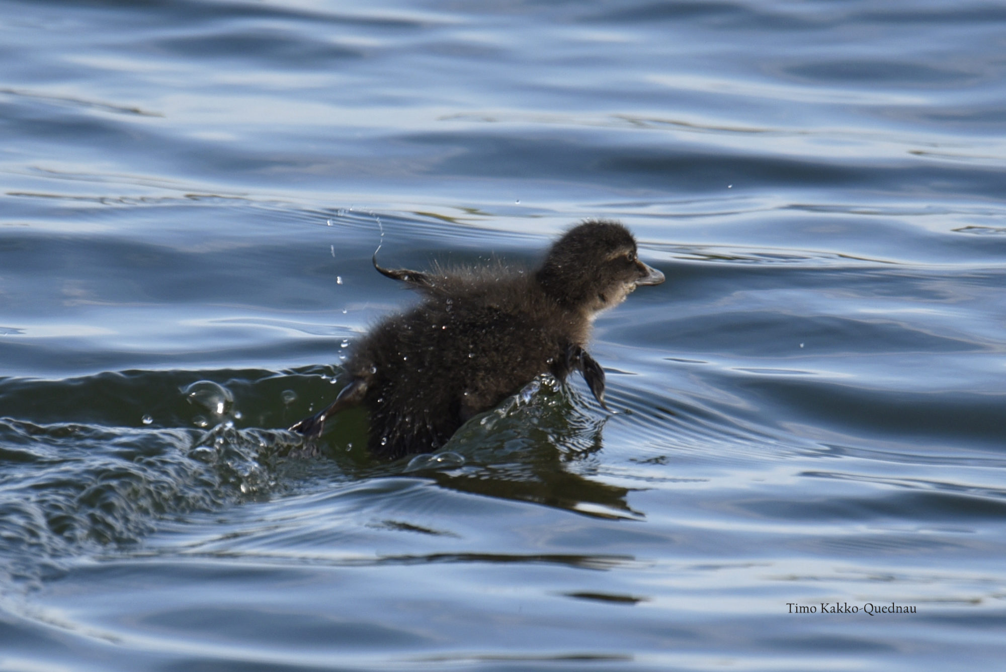 Valokuvaaja: Timo Kakko-Quednau