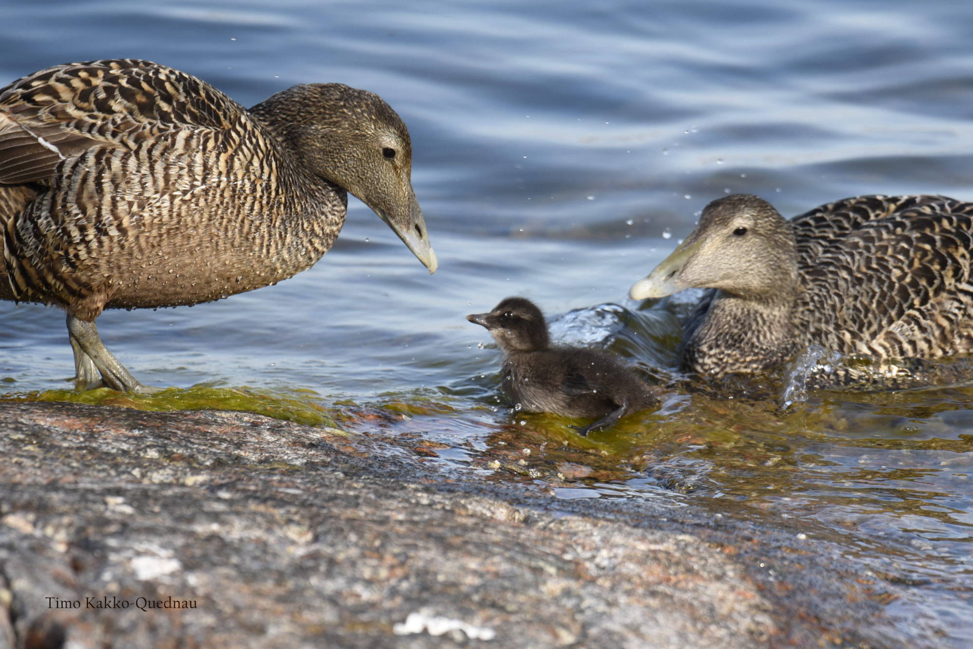 Valokuvaaja: Timo Kakko-Quednau