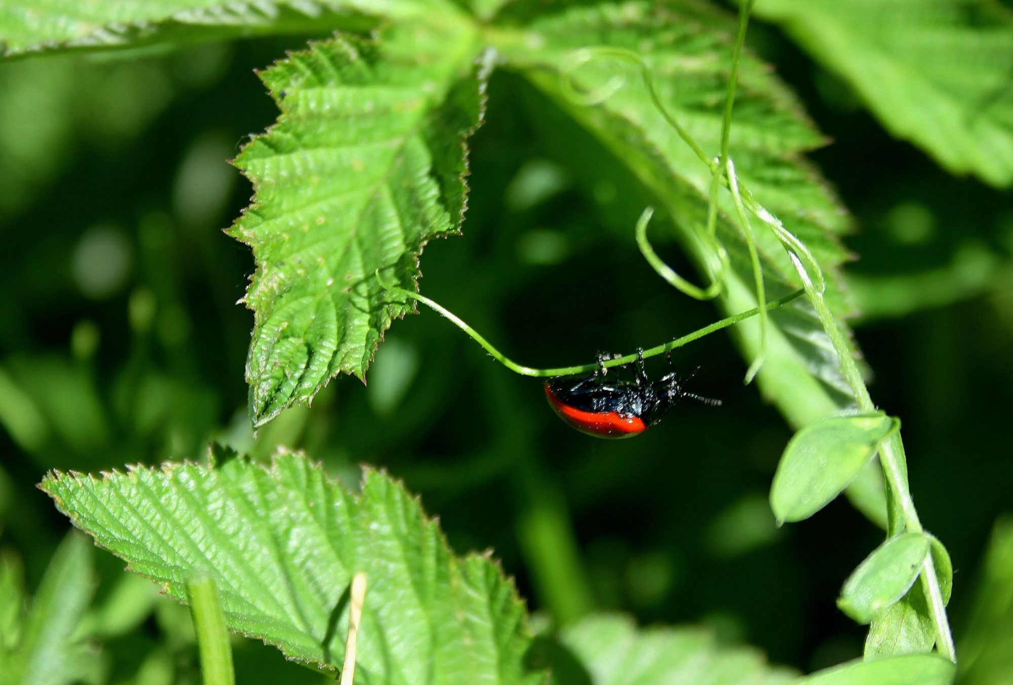 Valokuvaaja: Pirkko Siukonen
