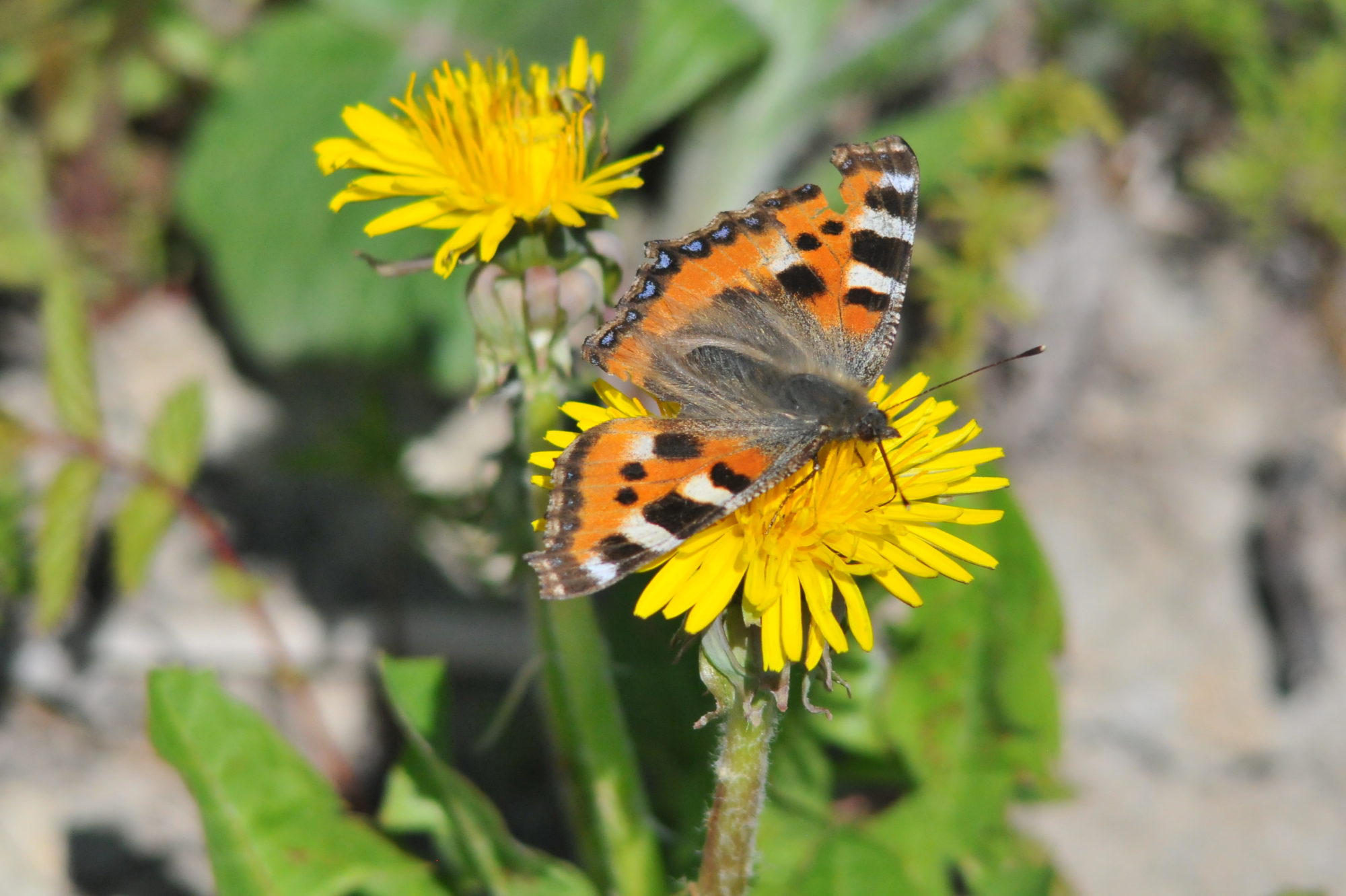 Valokuvaaja: Kaarlo Asikainen