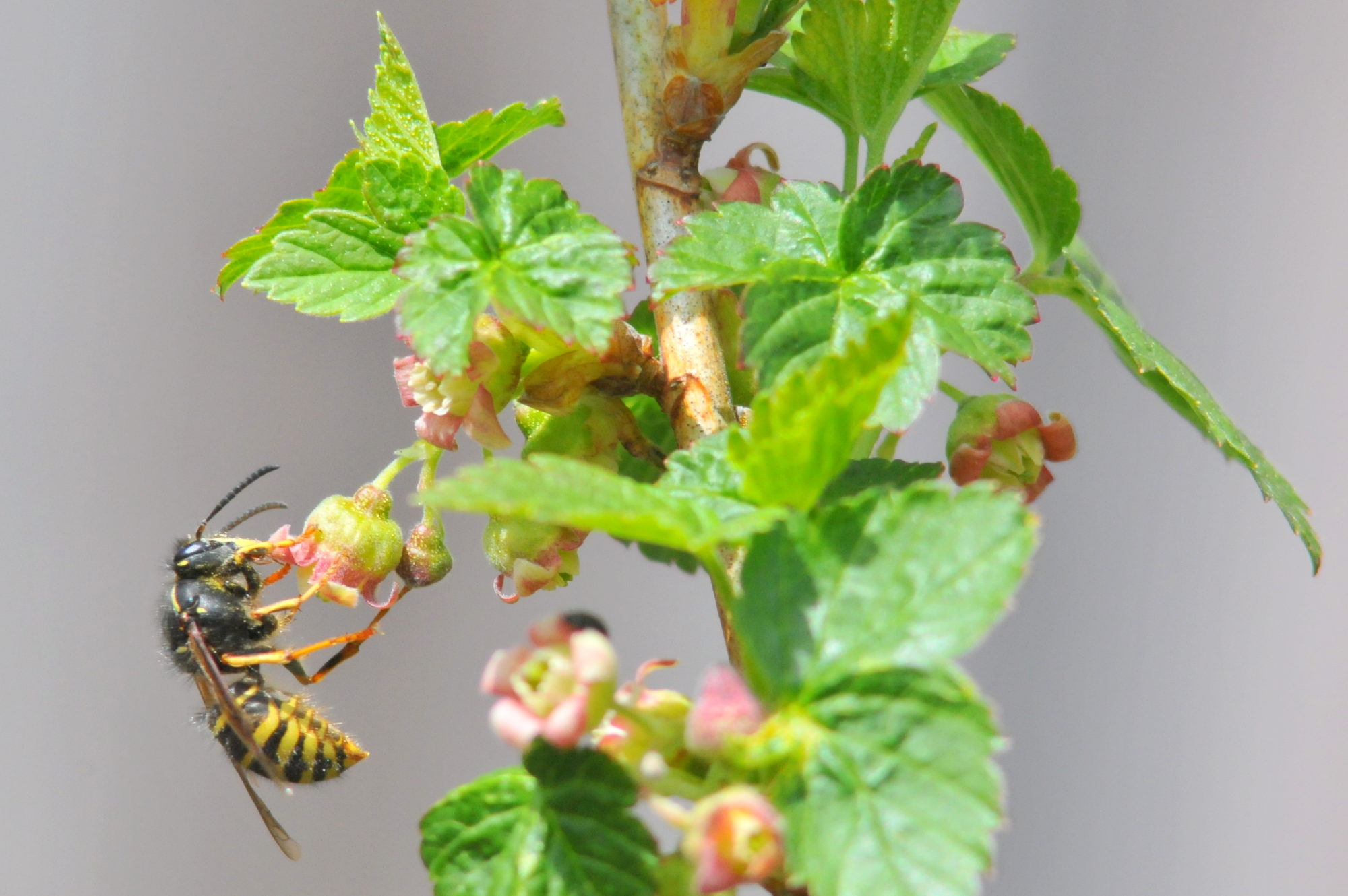 Valokuvaaja: Kaarlo Asikainen